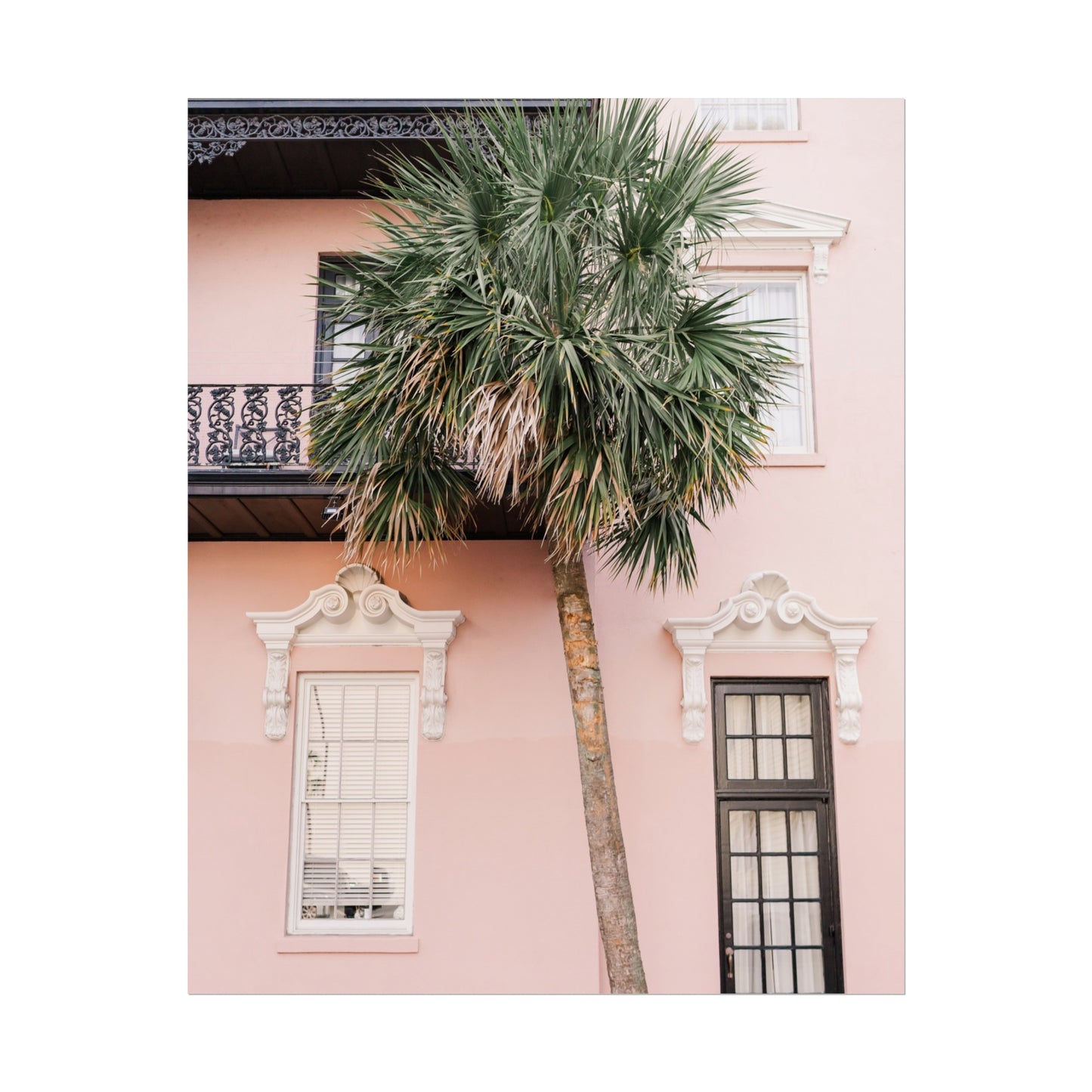 Charleston South Carolina Pink Palmetto - Unframed Print