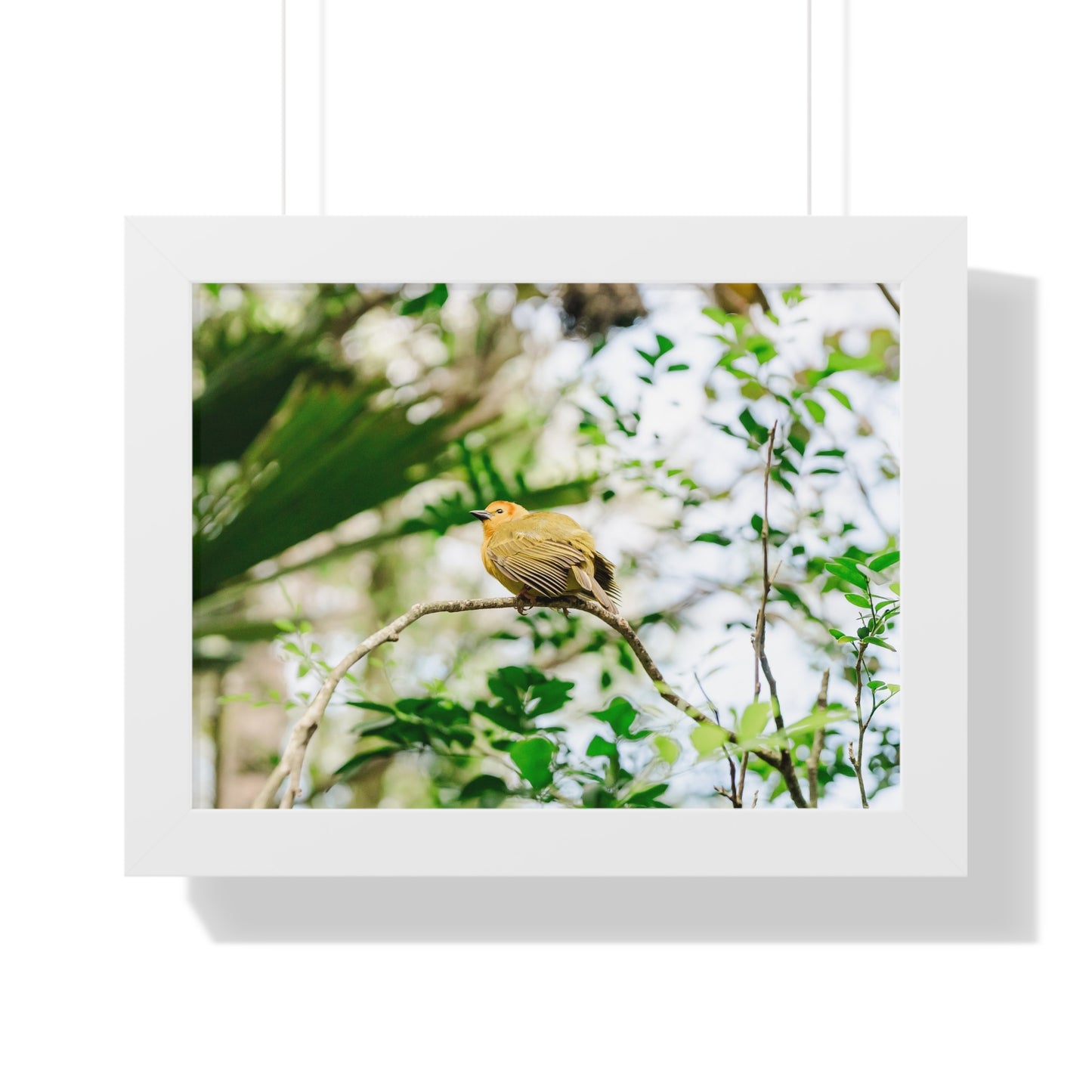 Magical Taveta Weaver - Framed Print