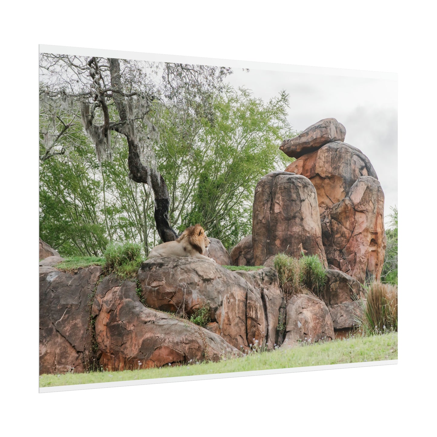 King of the Jungle - Unframed Print