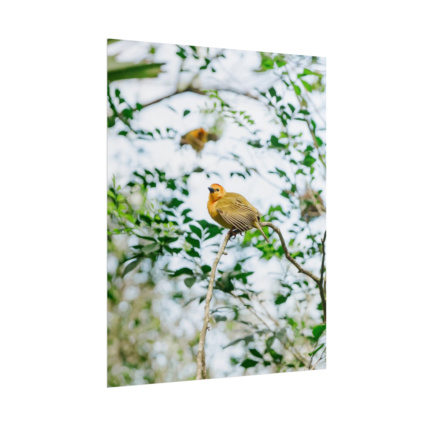 Serene Yellow - Unframed Print