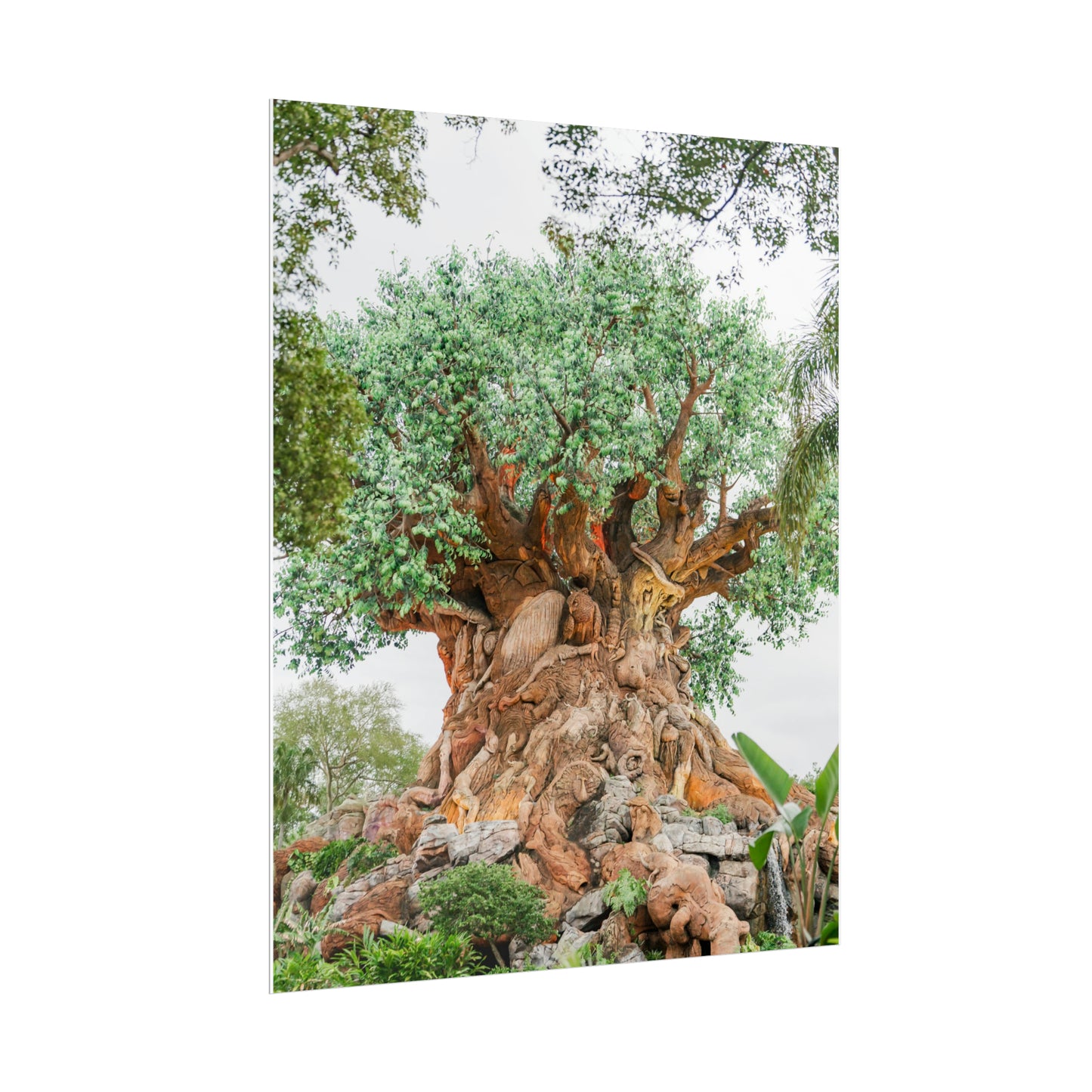 Tree of Life - Unframed Print