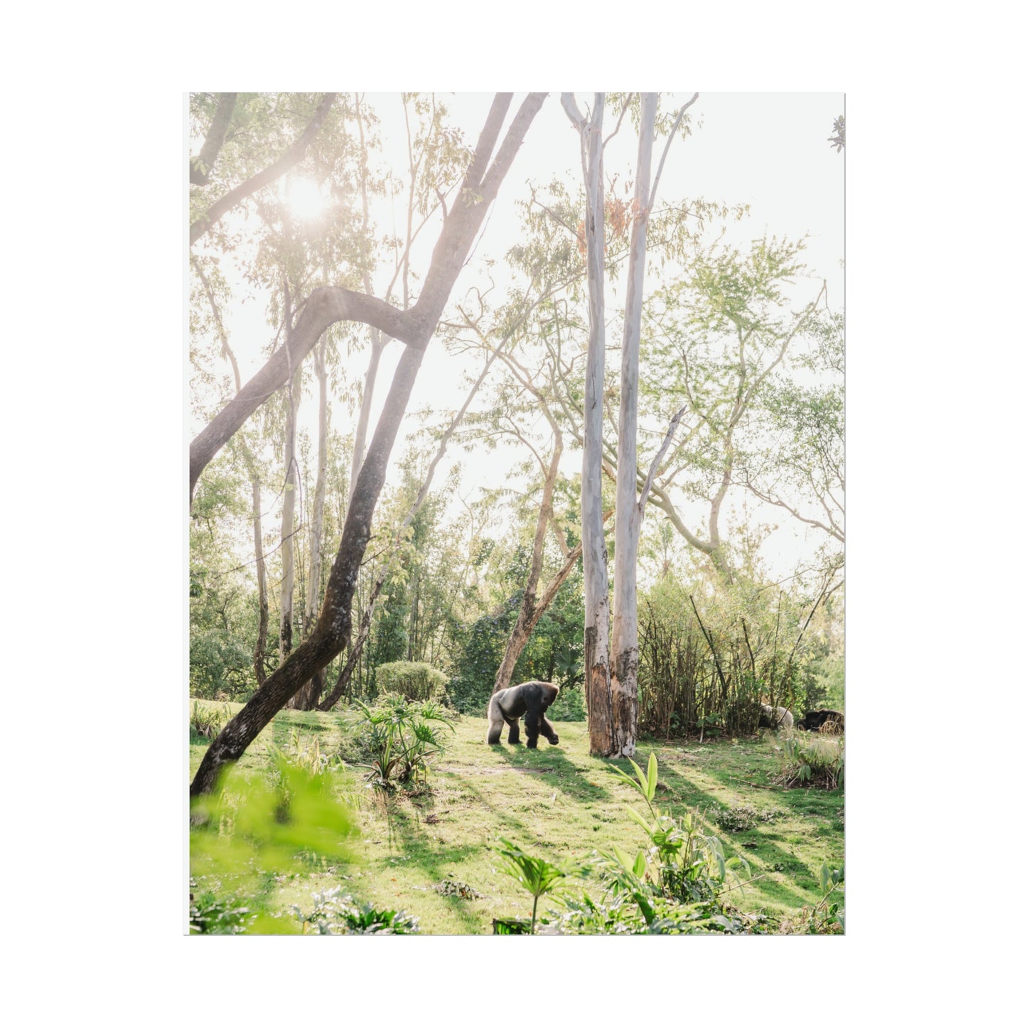 Magical Gorilla - Unframed Print