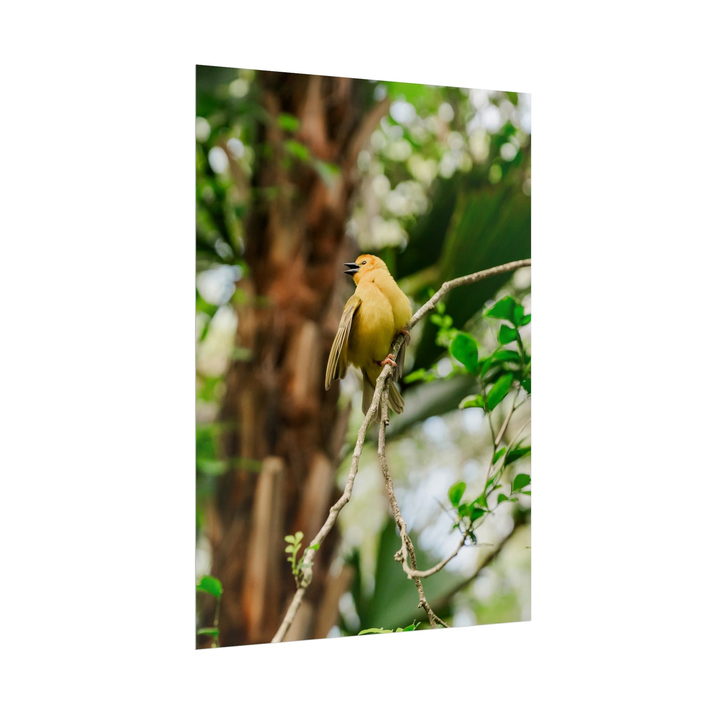 Pretty Serene Yellow - Unframed Print