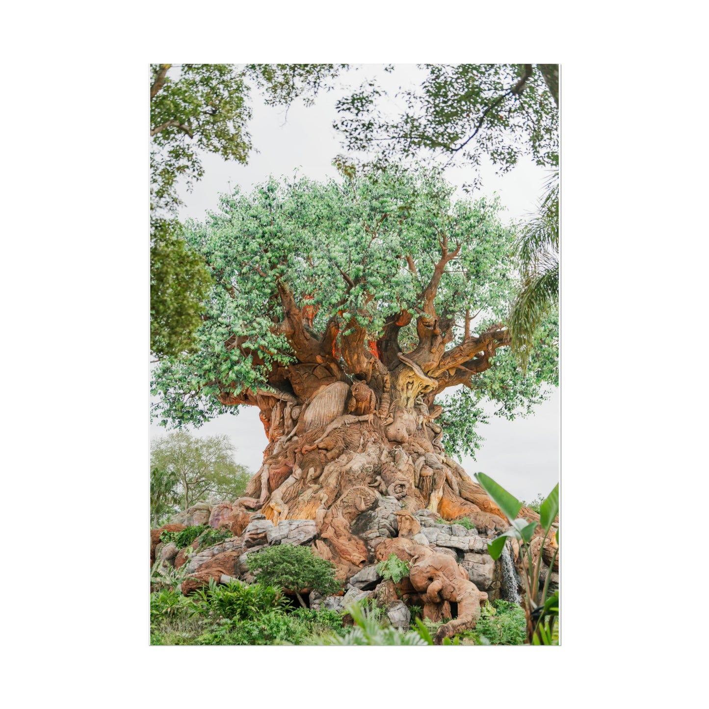 Tree of Life - Unframed Print