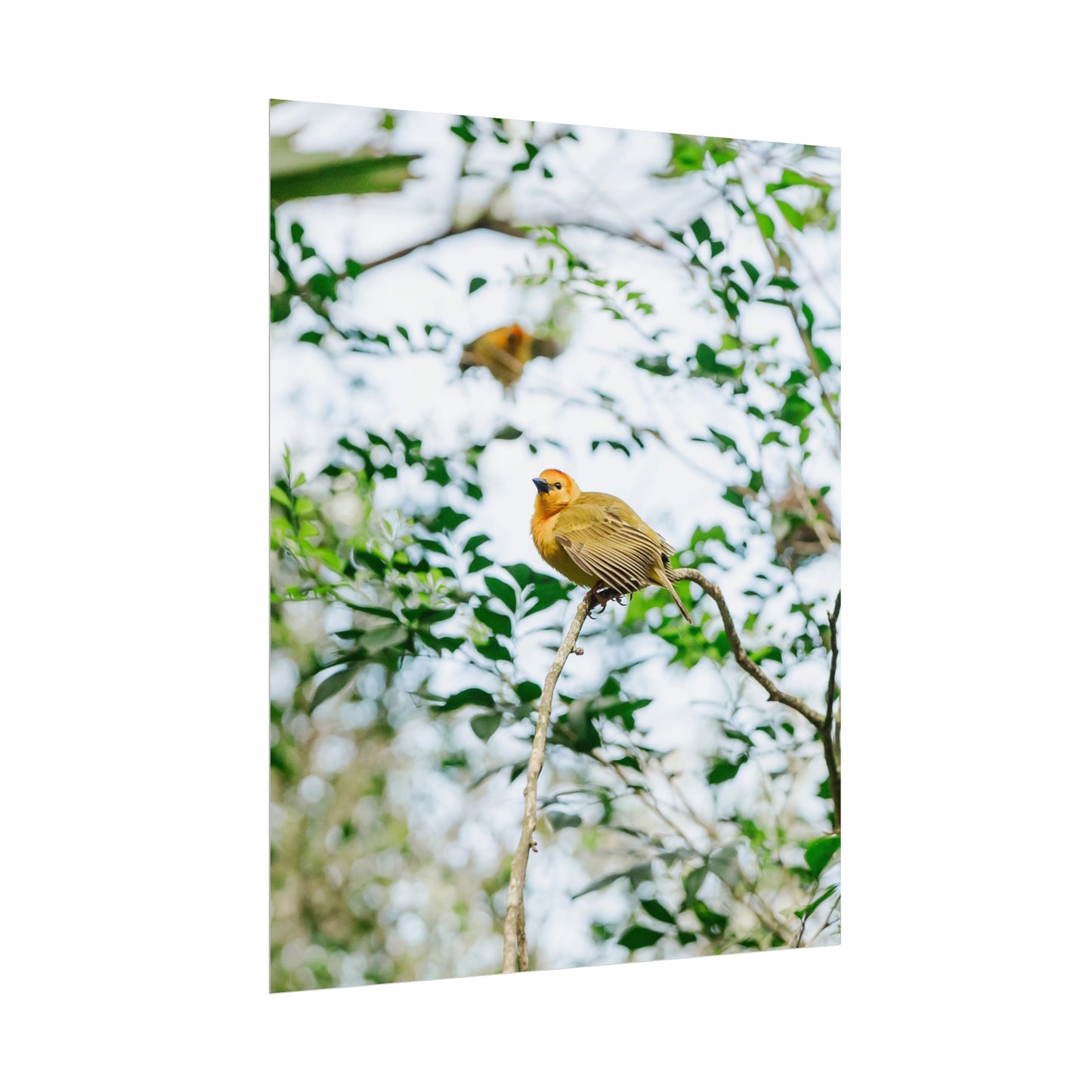 Serene Yellow - Unframed Print