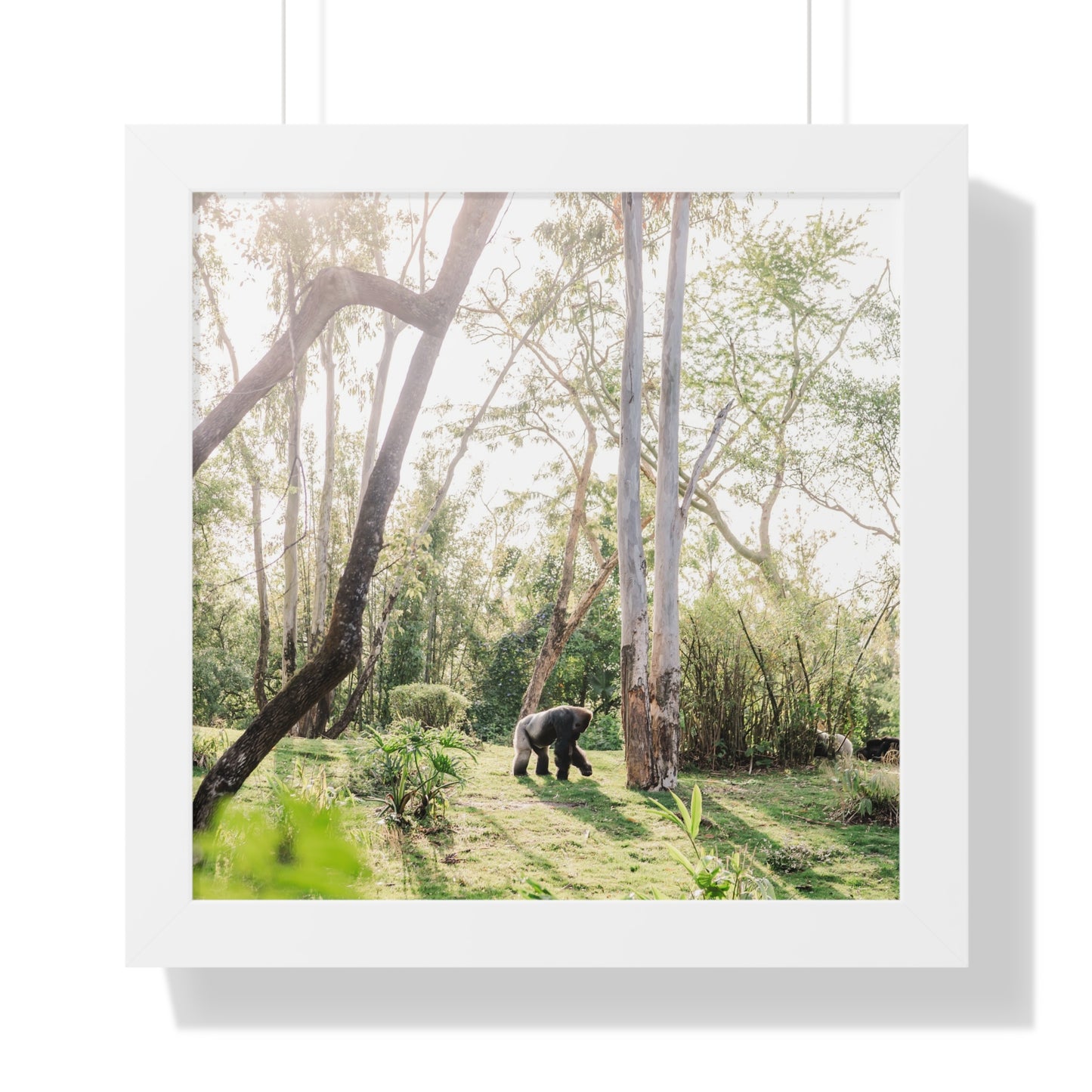 Gorilla at Sunrise - Framed Print