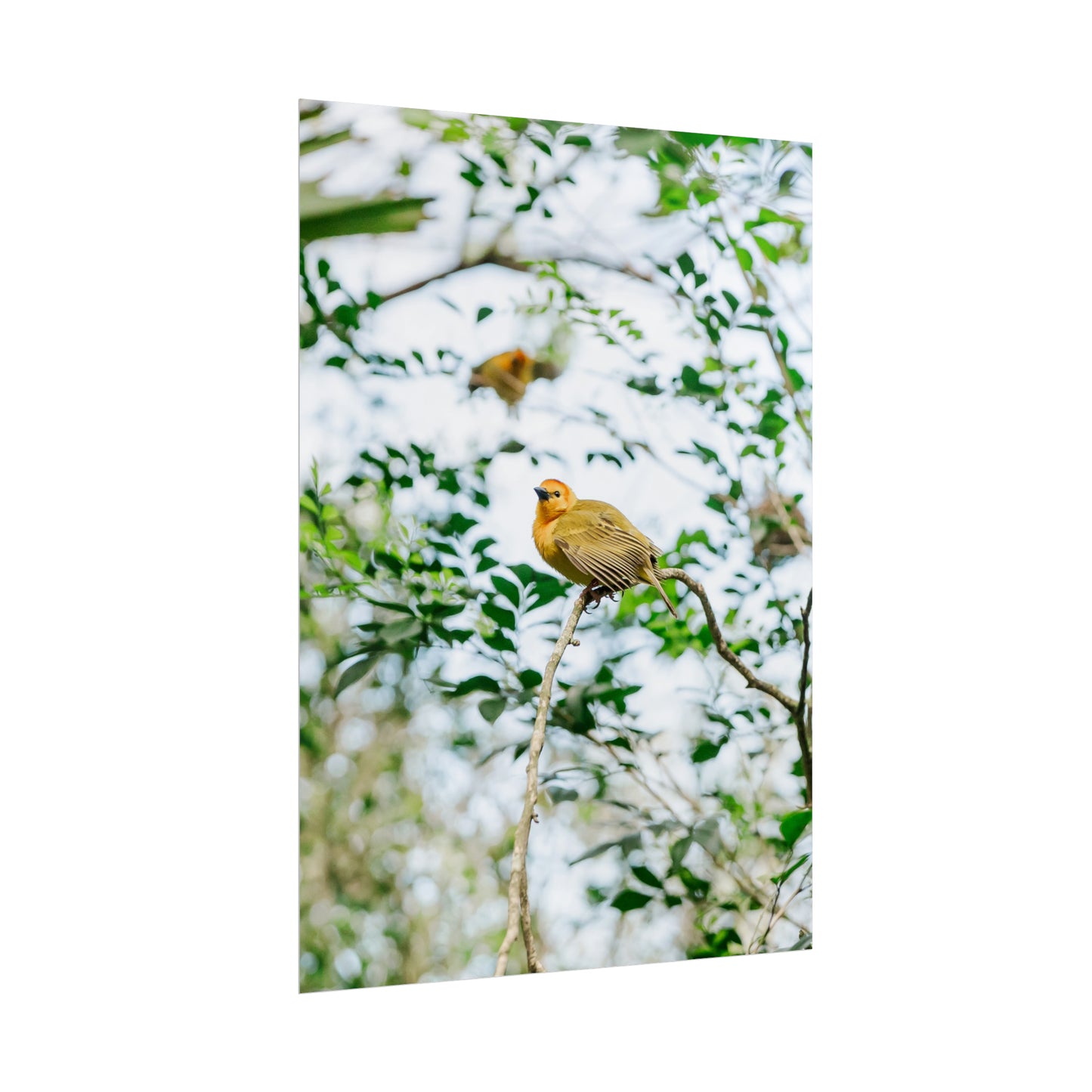 Serene Yellow - Unframed Print