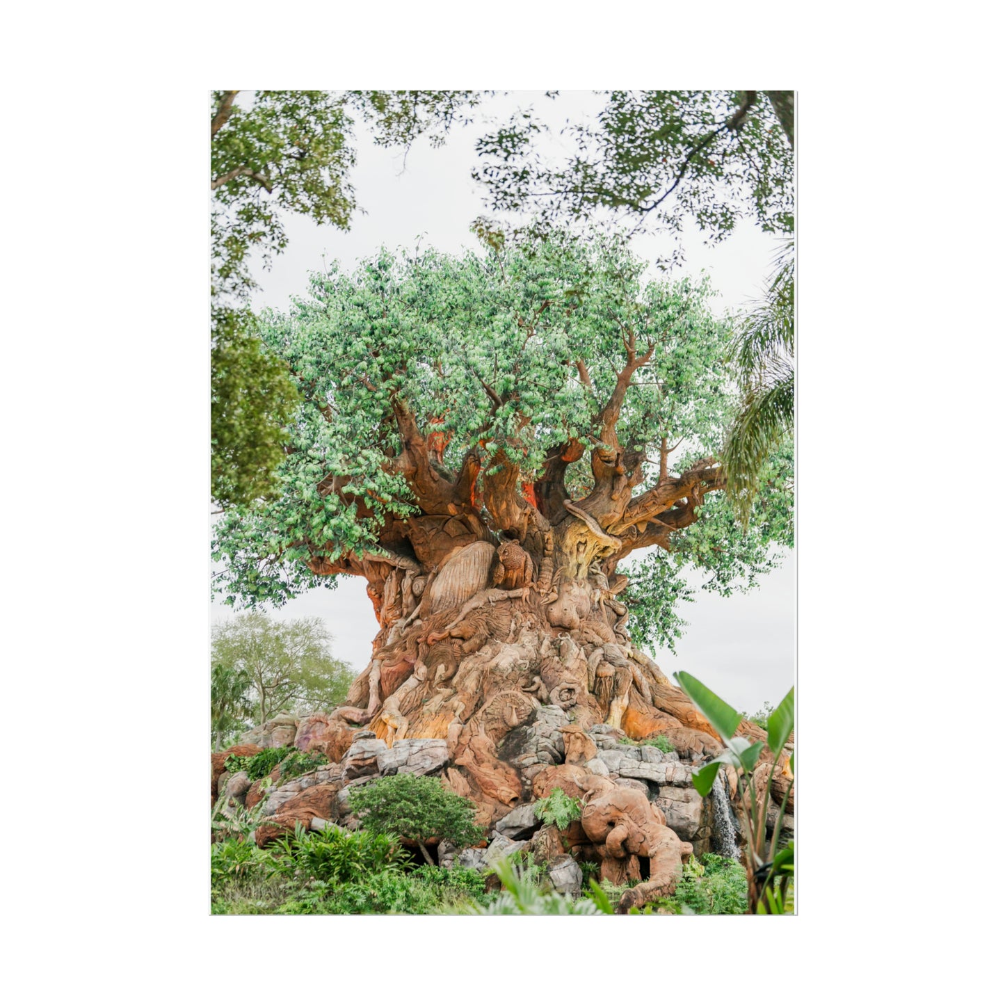 Tree of Life - Unframed Print