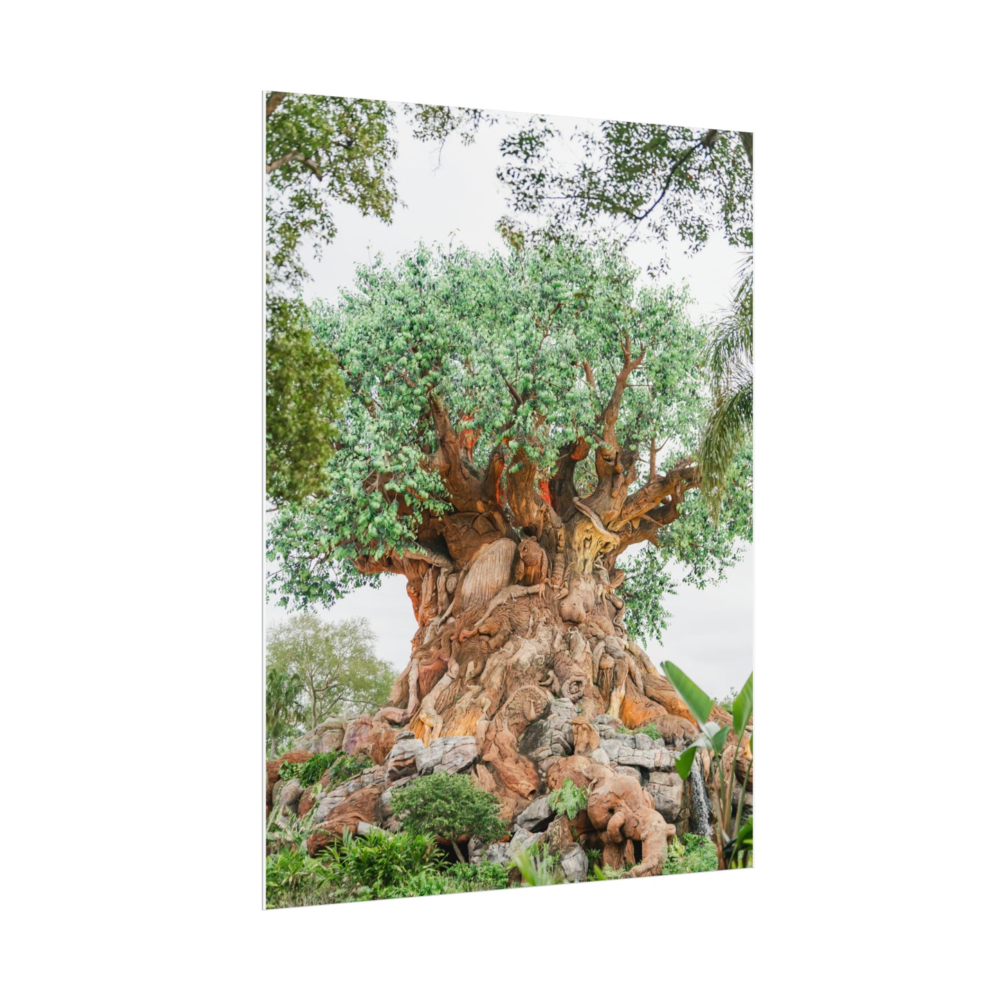 Tree of Life - Unframed Print