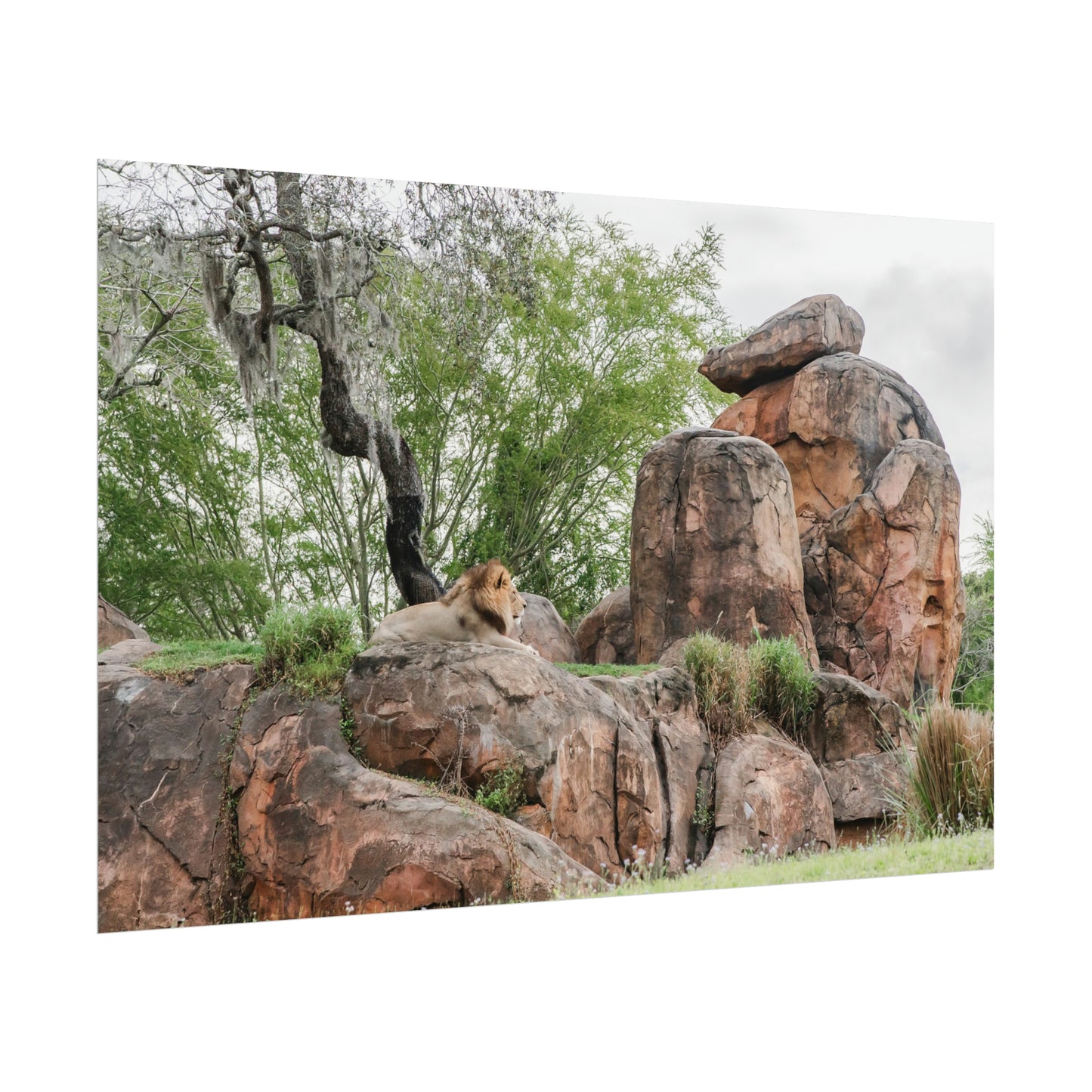 King of the Jungle - Unframed Print