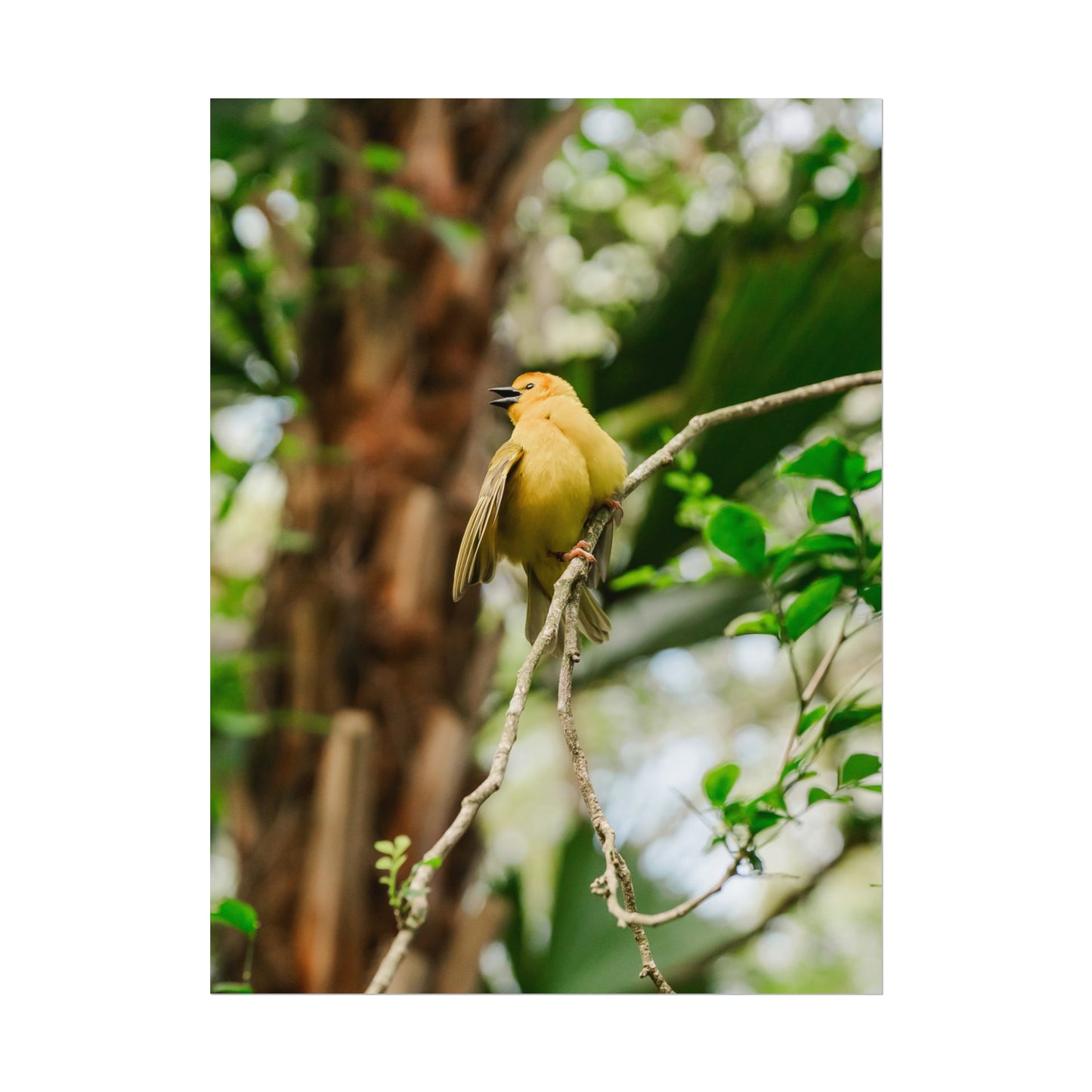 Pretty Serene Yellow - Unframed Print