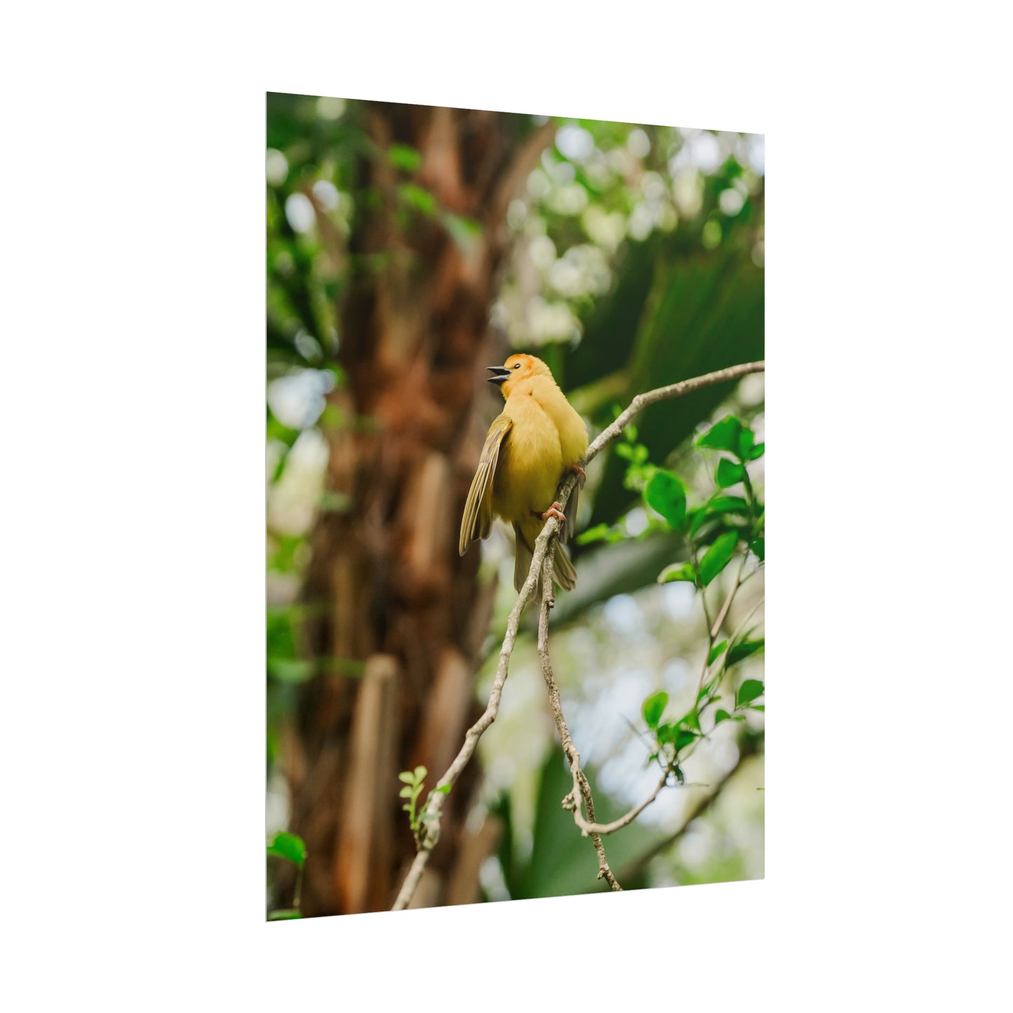 Pretty Serene Yellow - Unframed Print