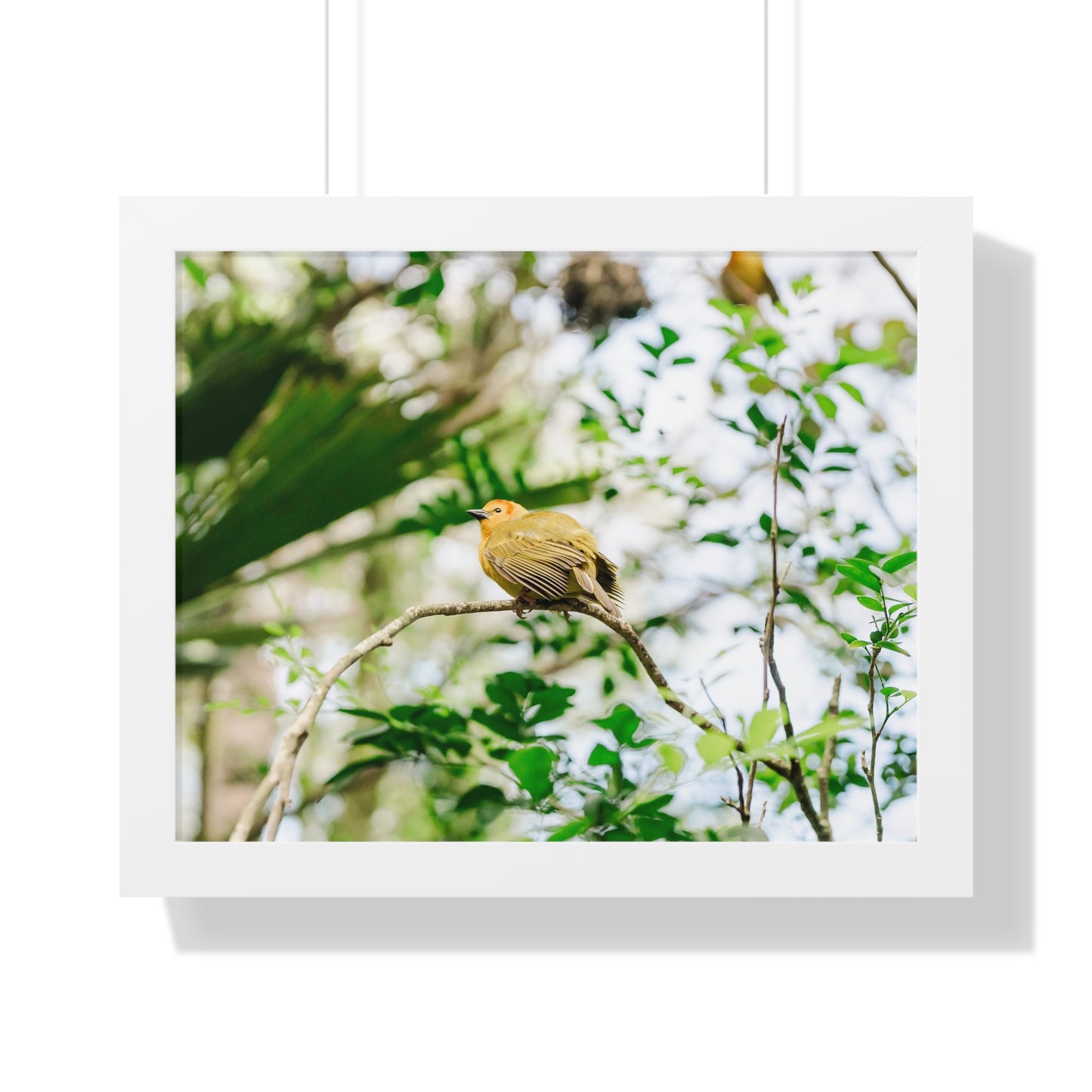 Magical Taveta Weaver - Framed Print