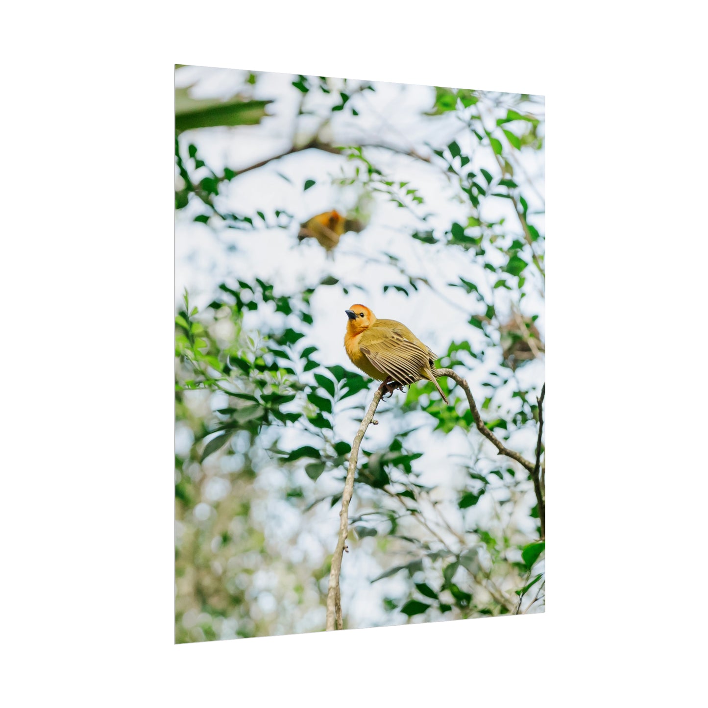 Serene Yellow - Unframed Print