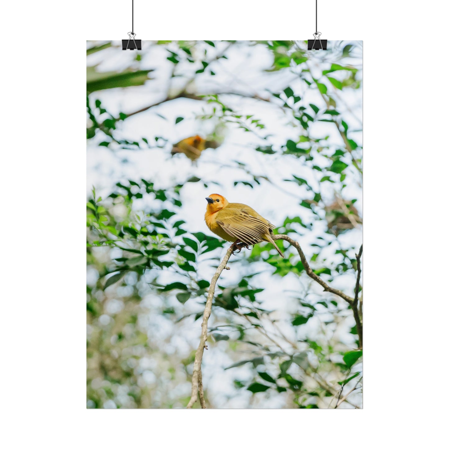 Serene Yellow - Unframed Print