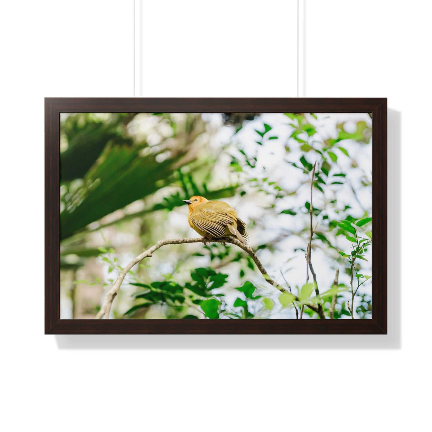 Magical Taveta Weaver - Framed Print