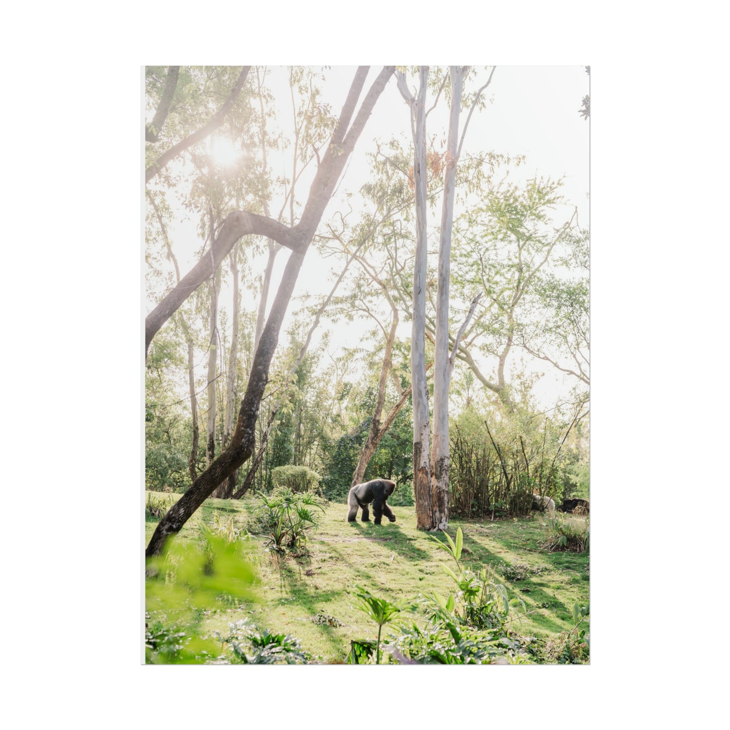 Magical Gorilla - Unframed Print