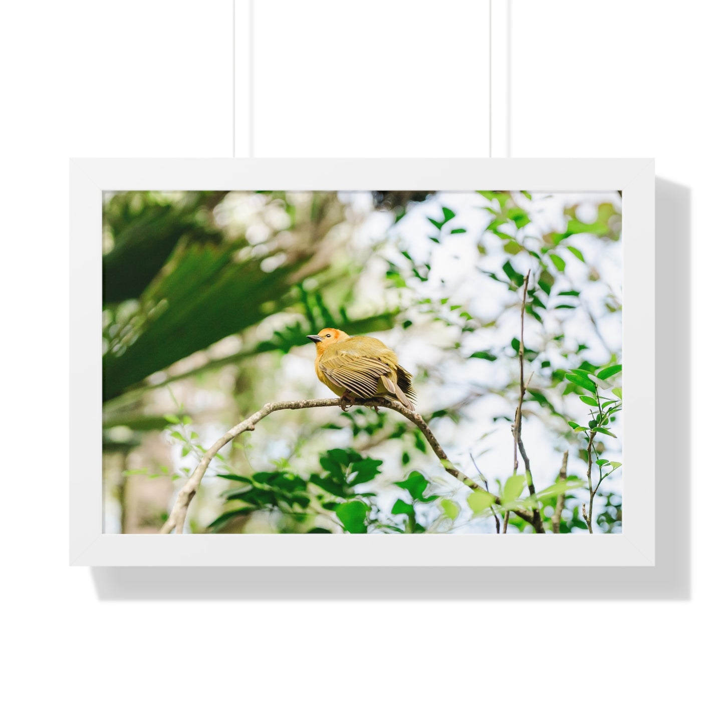 Magical Taveta Weaver - Framed Print