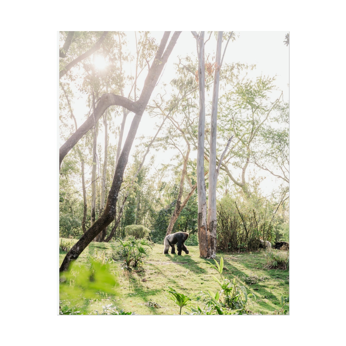 Magical Gorilla - Unframed Print