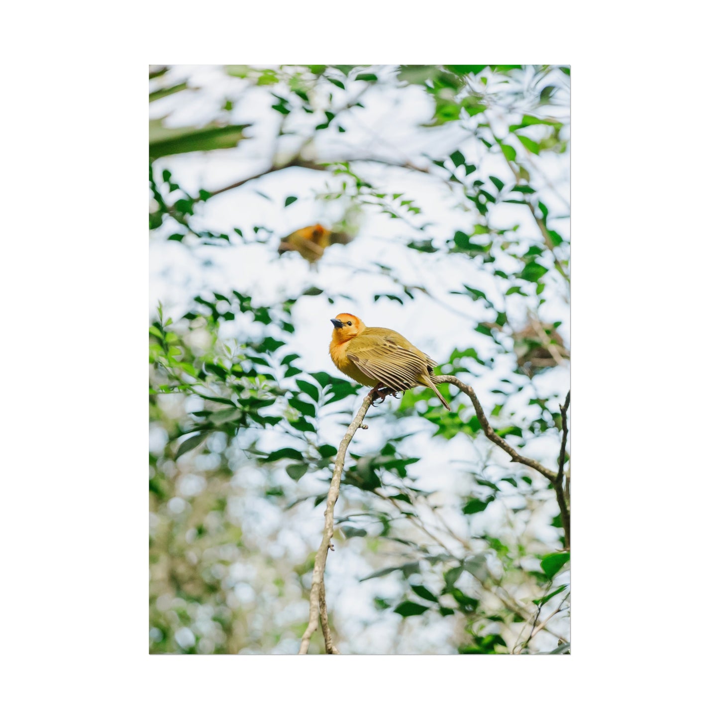 Serene Yellow - Unframed Print