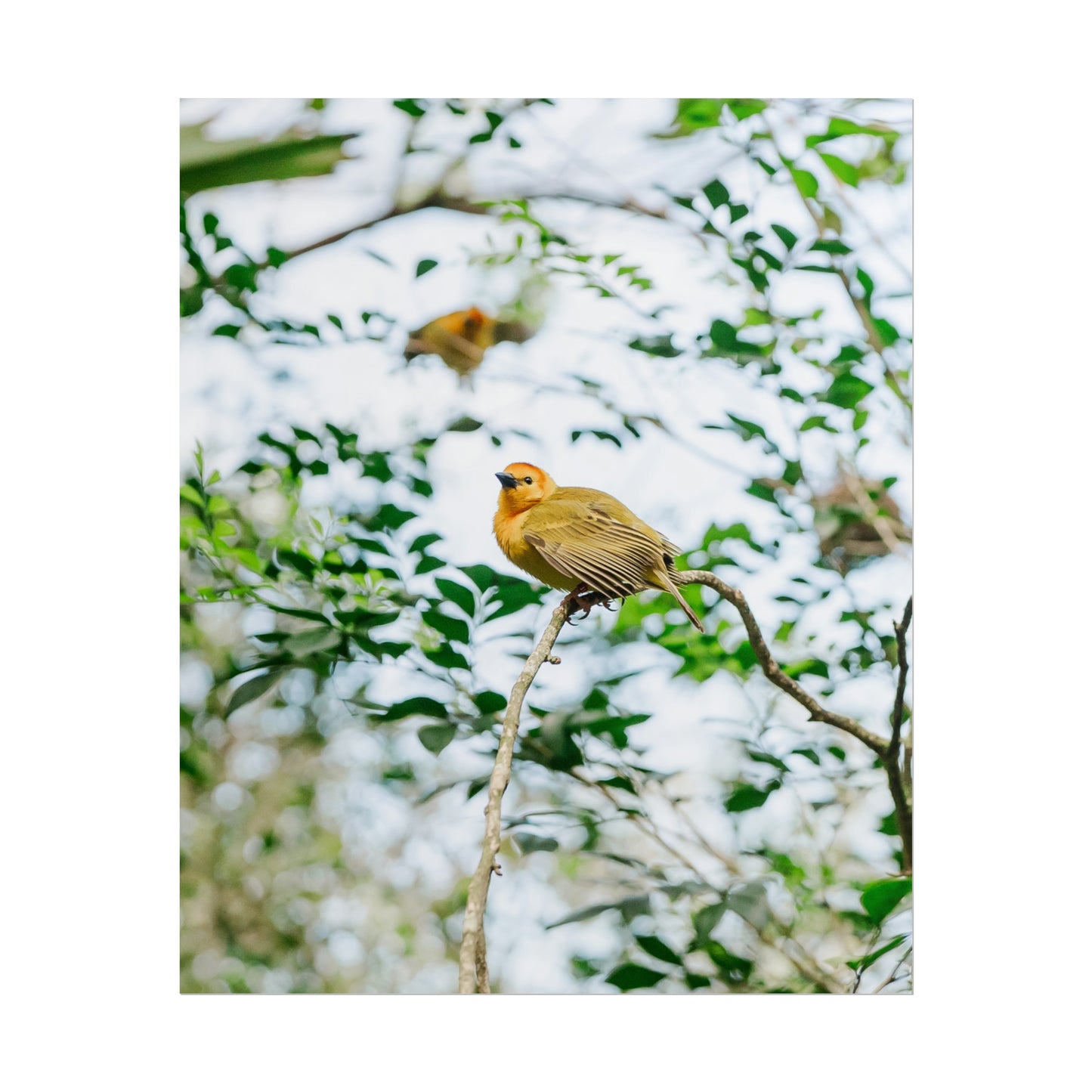 Serene Yellow - Unframed Print