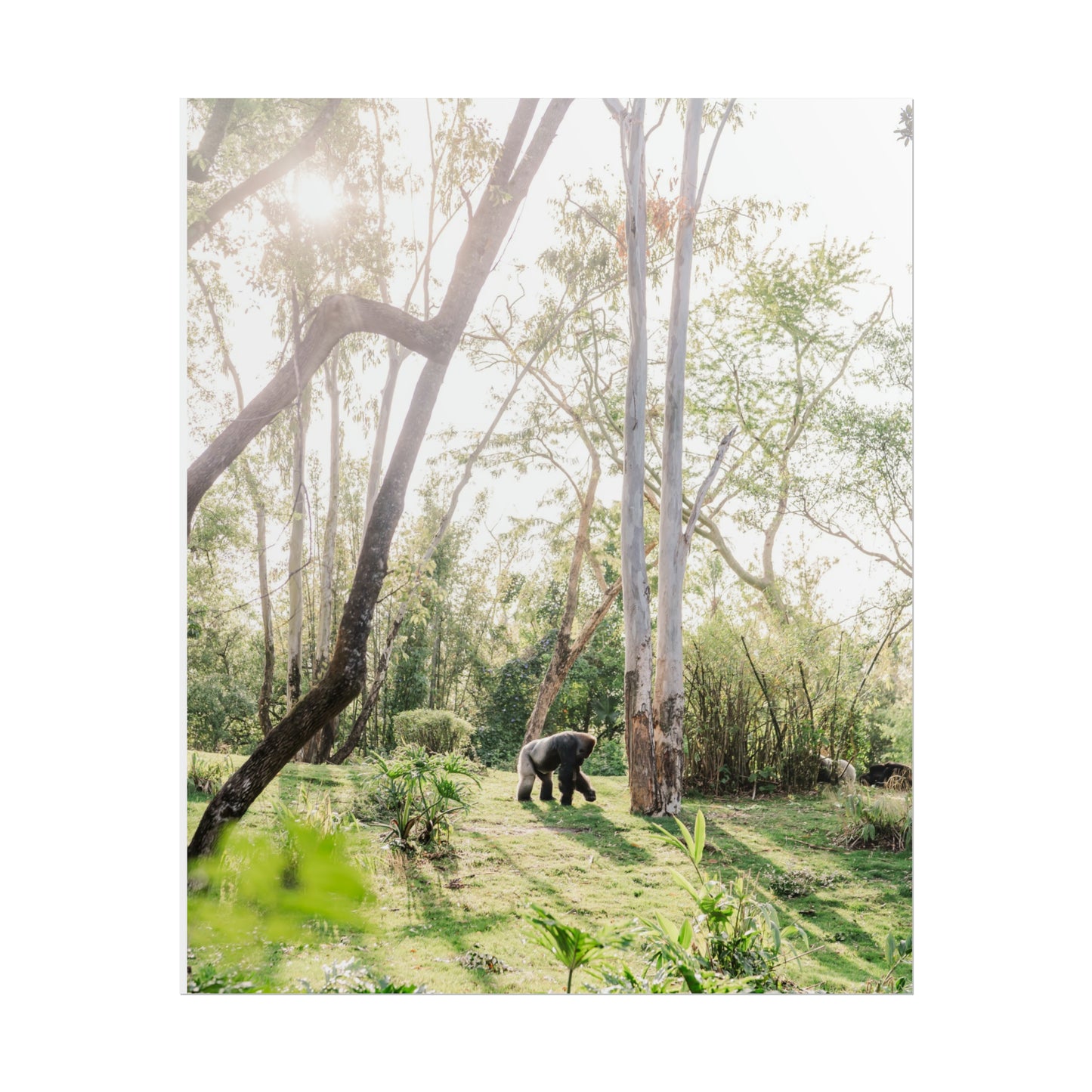 Magical Gorilla - Unframed Print