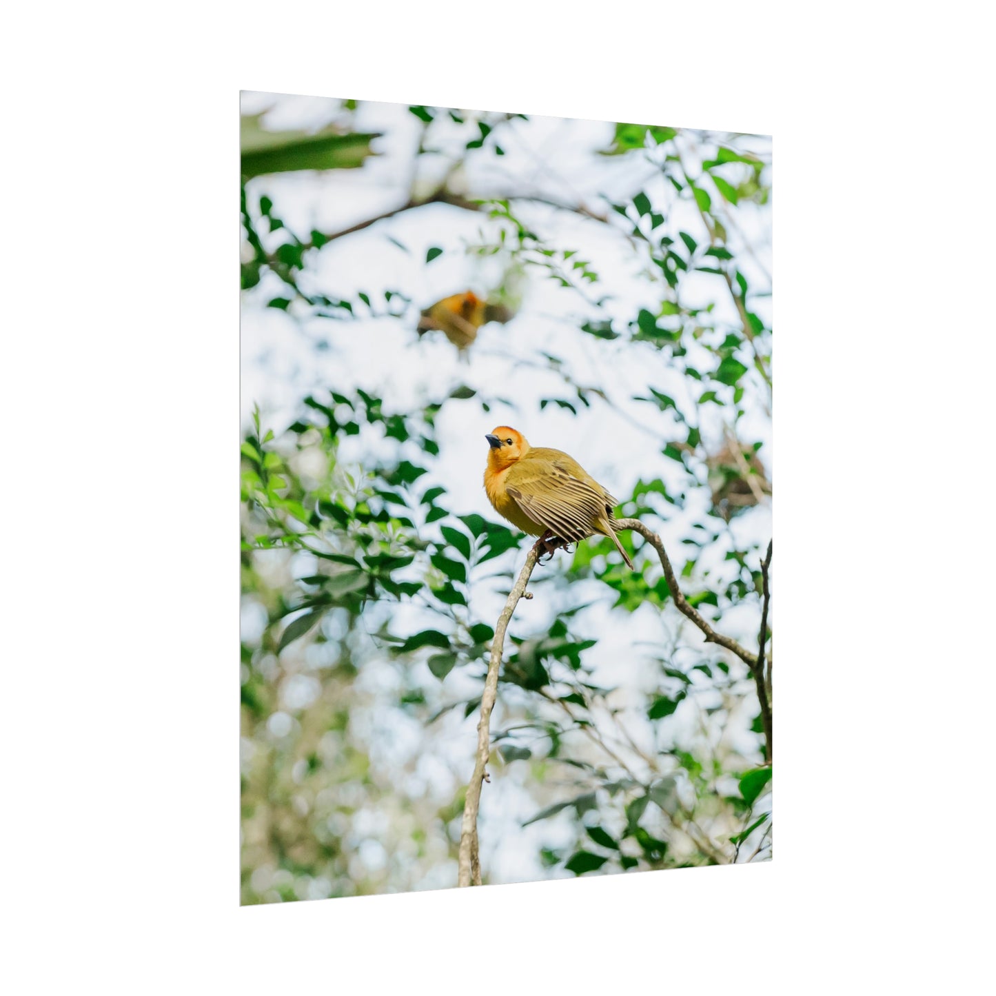 Serene Yellow - Unframed Print