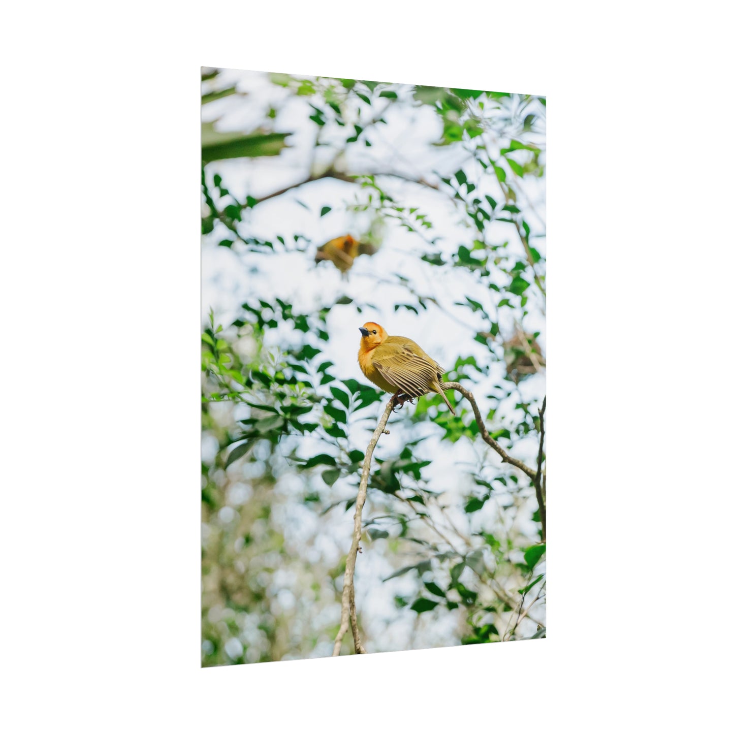 Serene Yellow - Unframed Print