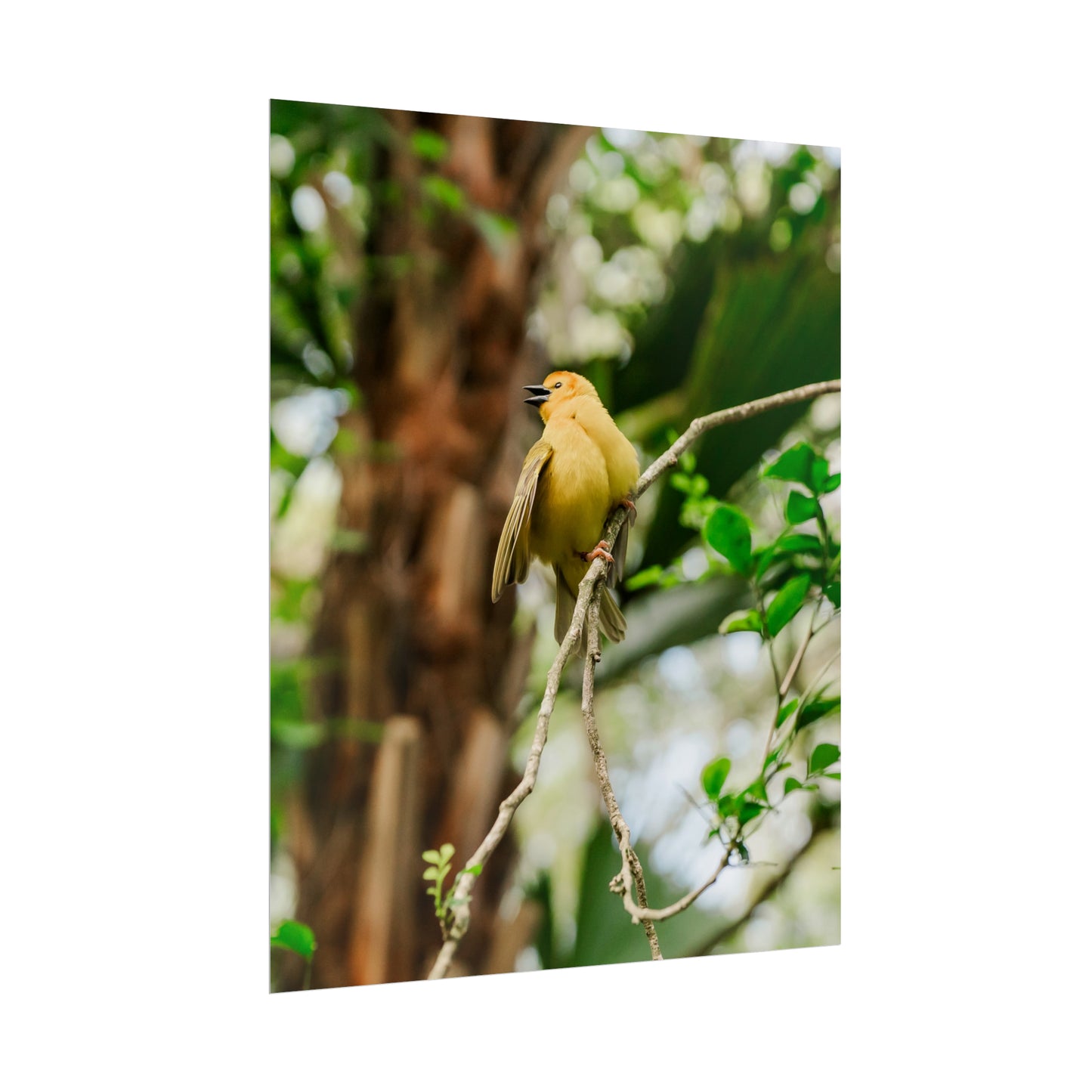 Pretty Serene Yellow - Unframed Print