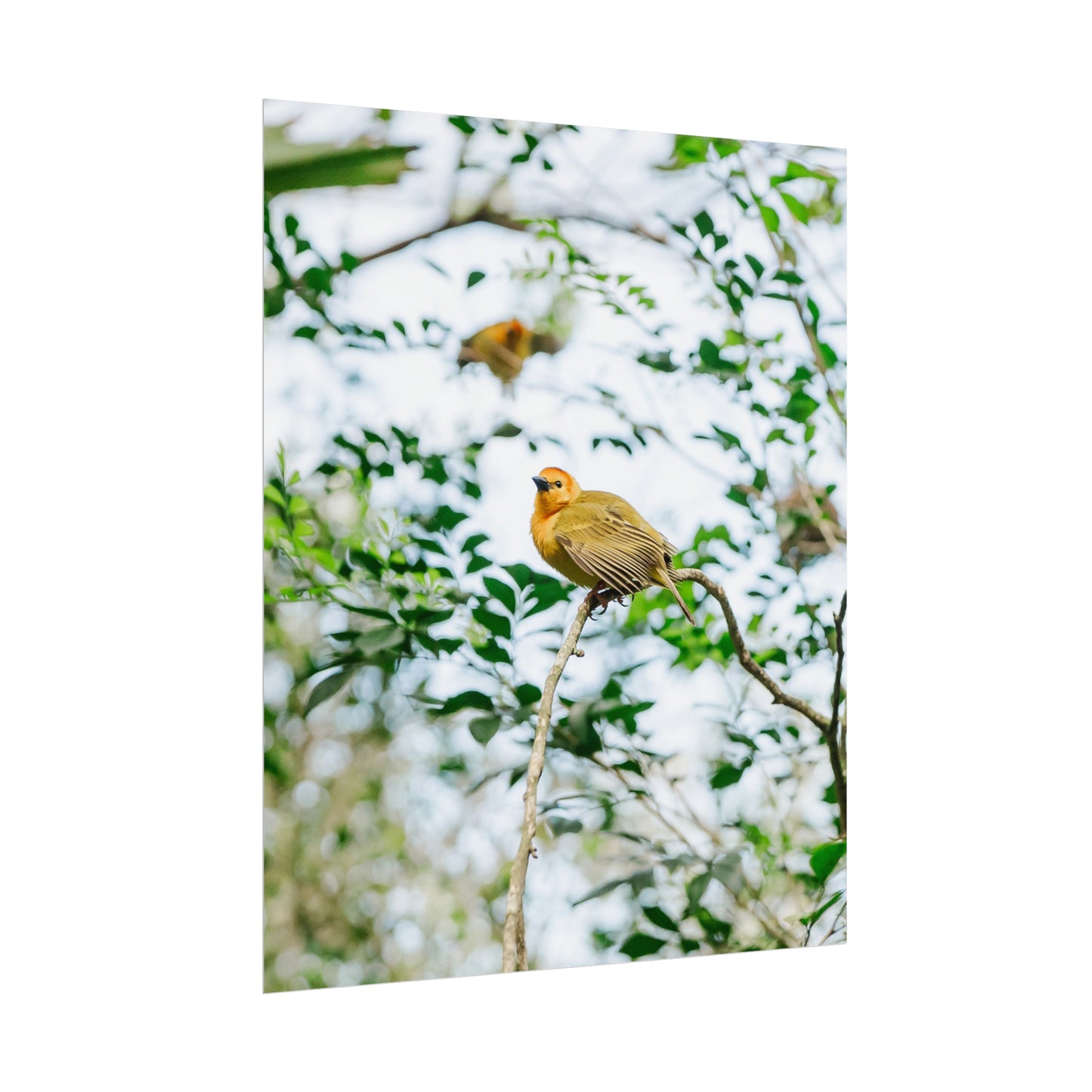 Serene Yellow - Unframed Print