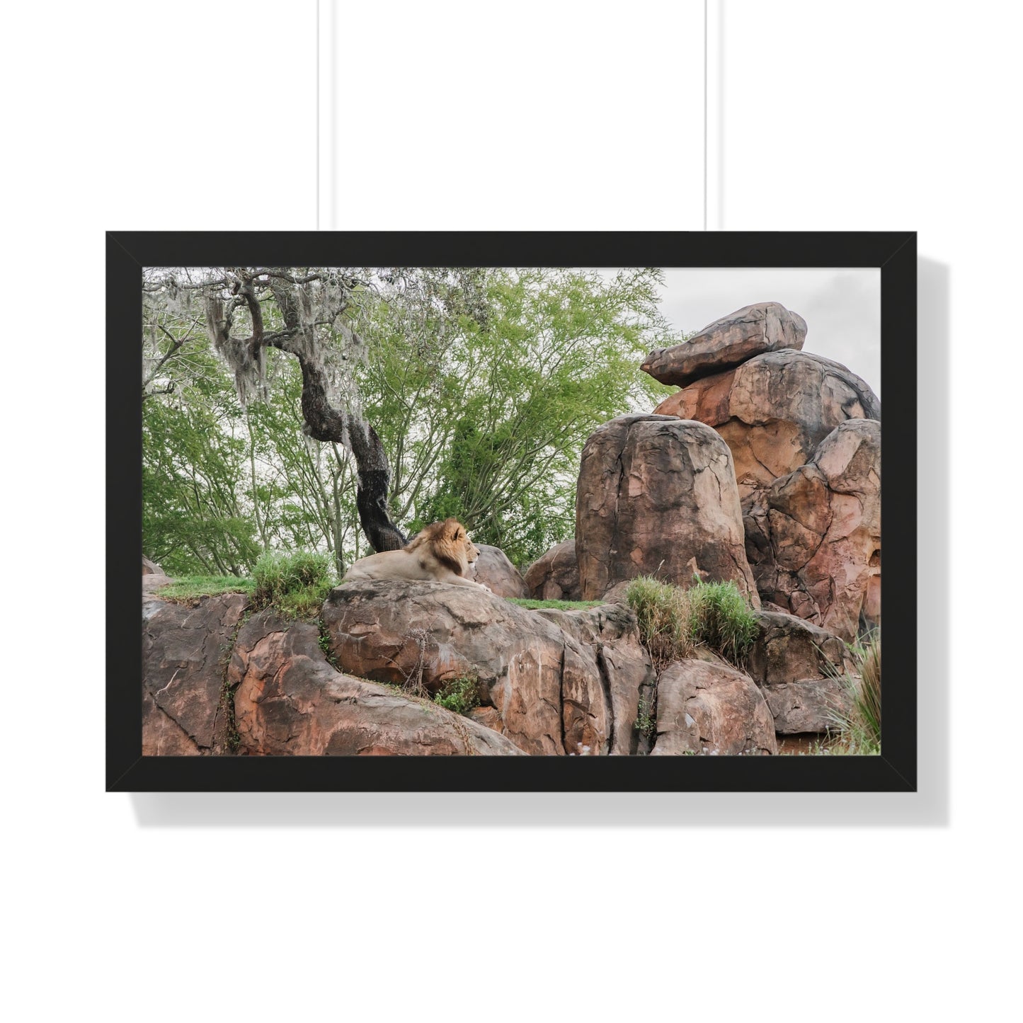 King of the Jungle - Framed Print