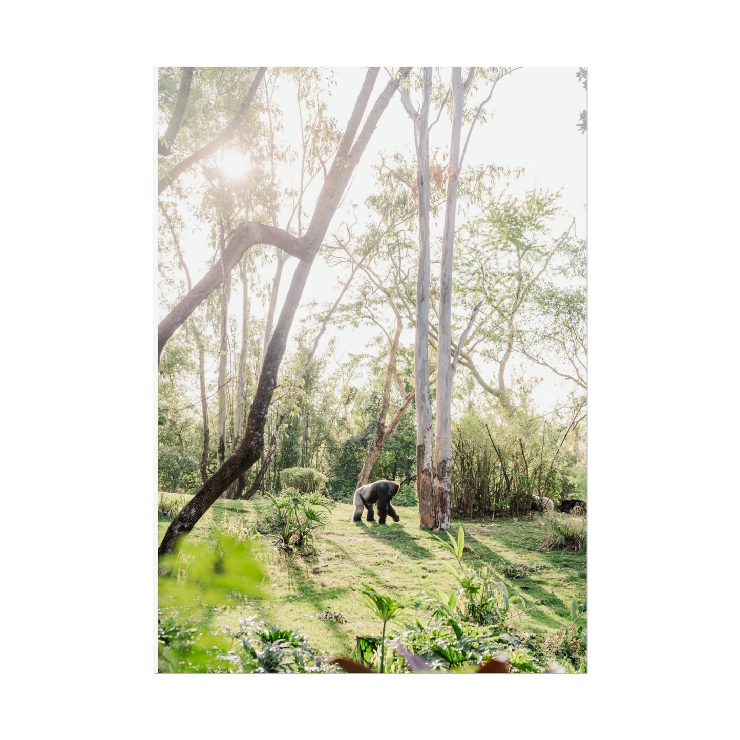 Magical Gorilla - Unframed Print