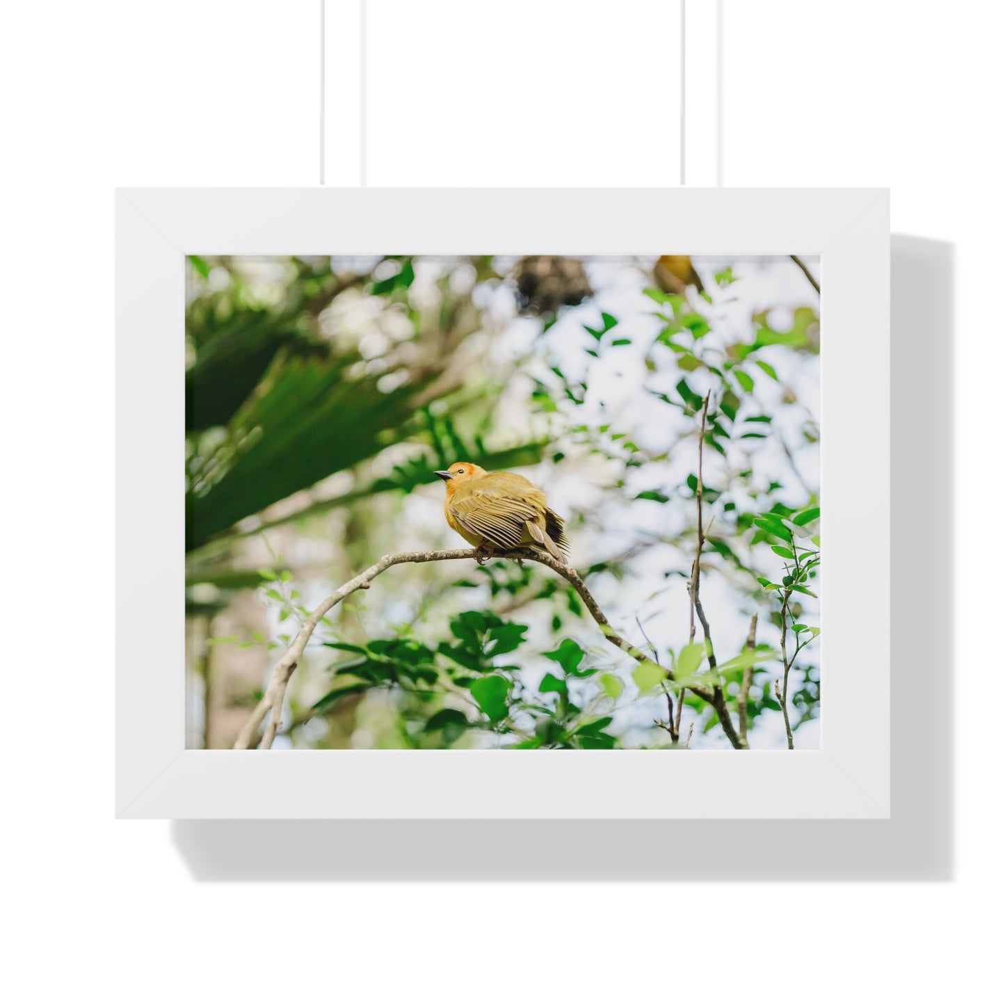 Magical Taveta Weaver - Framed Print