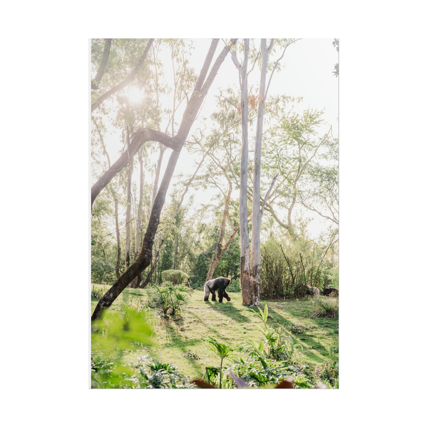 Magical Gorilla - Unframed Print