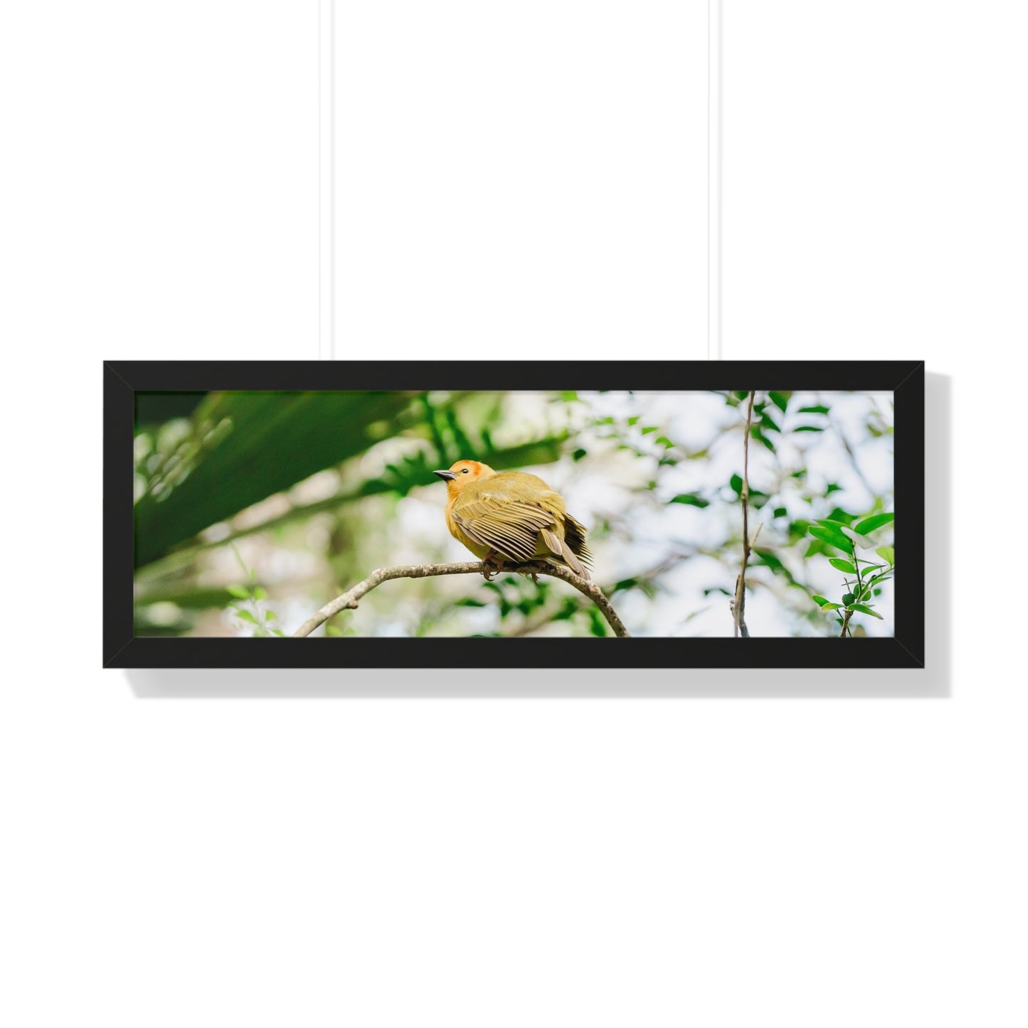 Magical Taveta Weaver - Framed Print