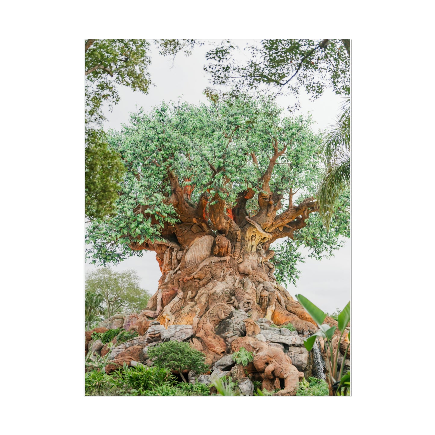 Tree of Life - Unframed Print