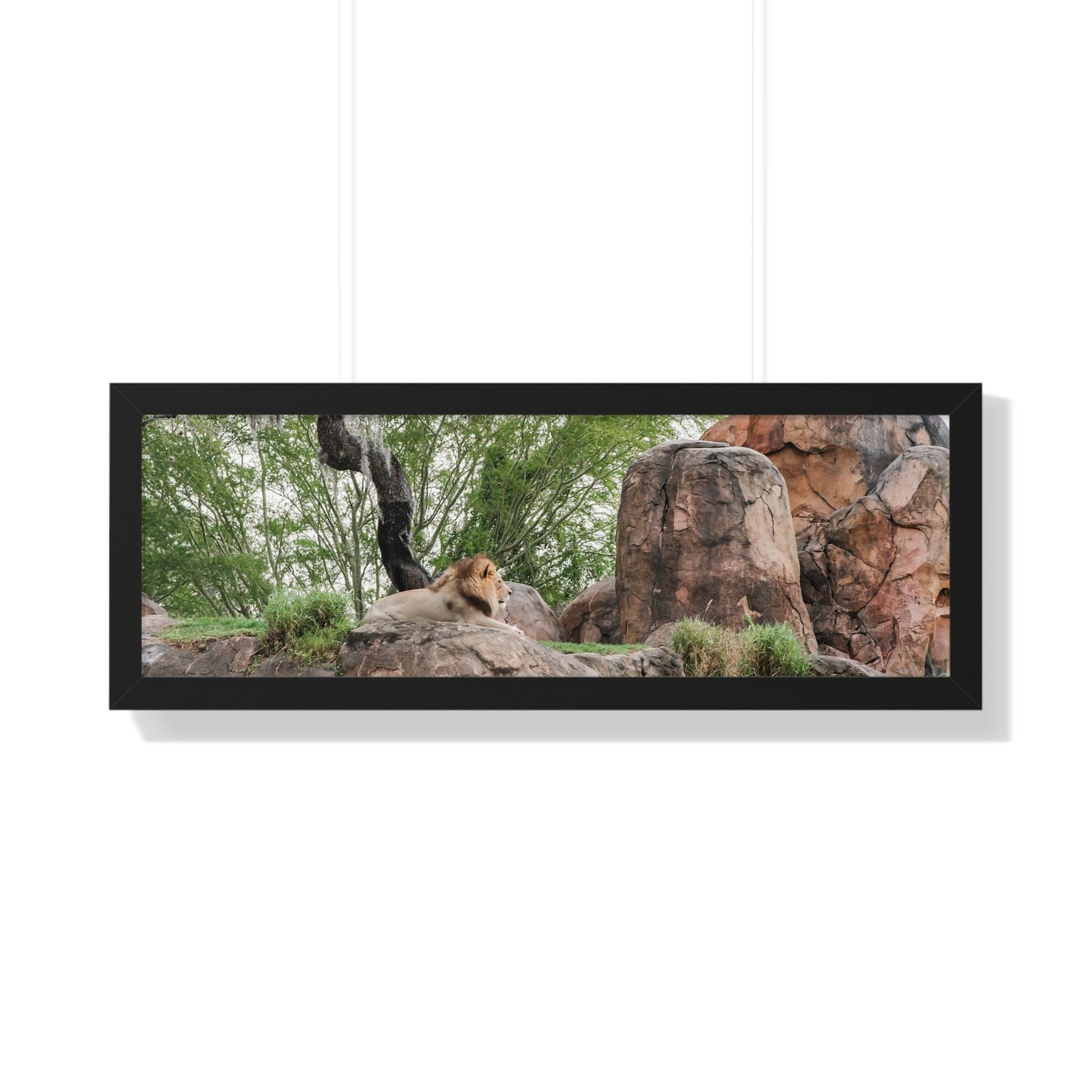 King of the Jungle - Framed Print