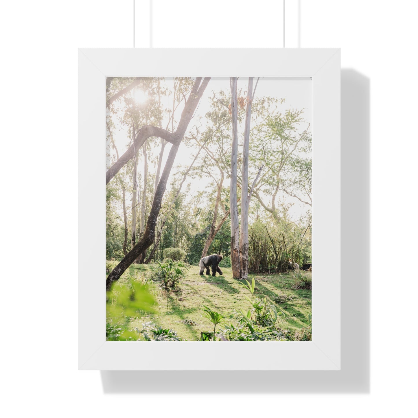 Gorilla at Sunrise - Framed Print