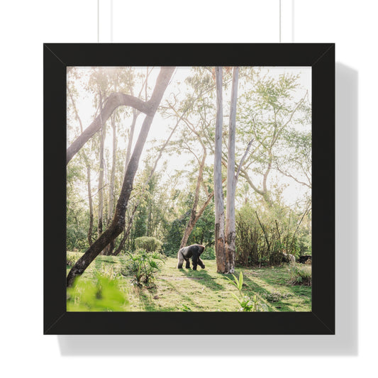 Gorilla at Sunrise - Framed Print