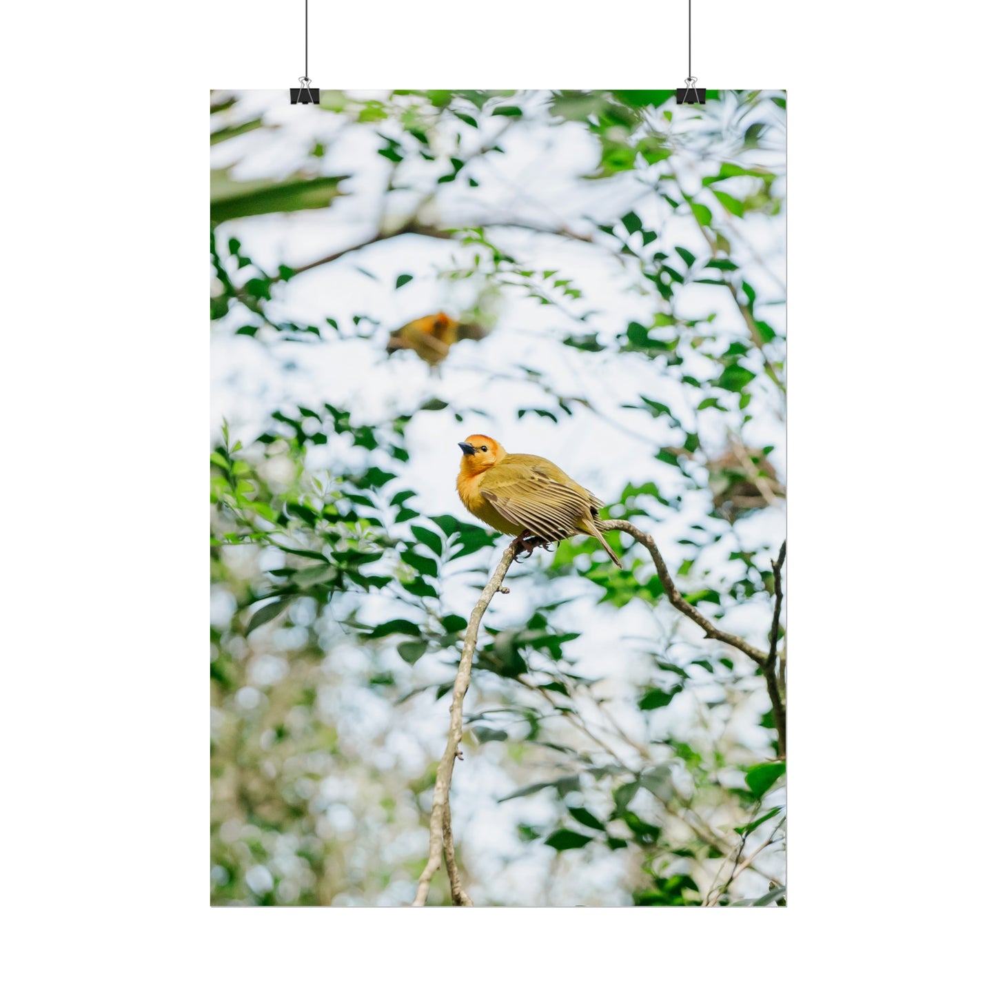 Serene Yellow - Unframed Print