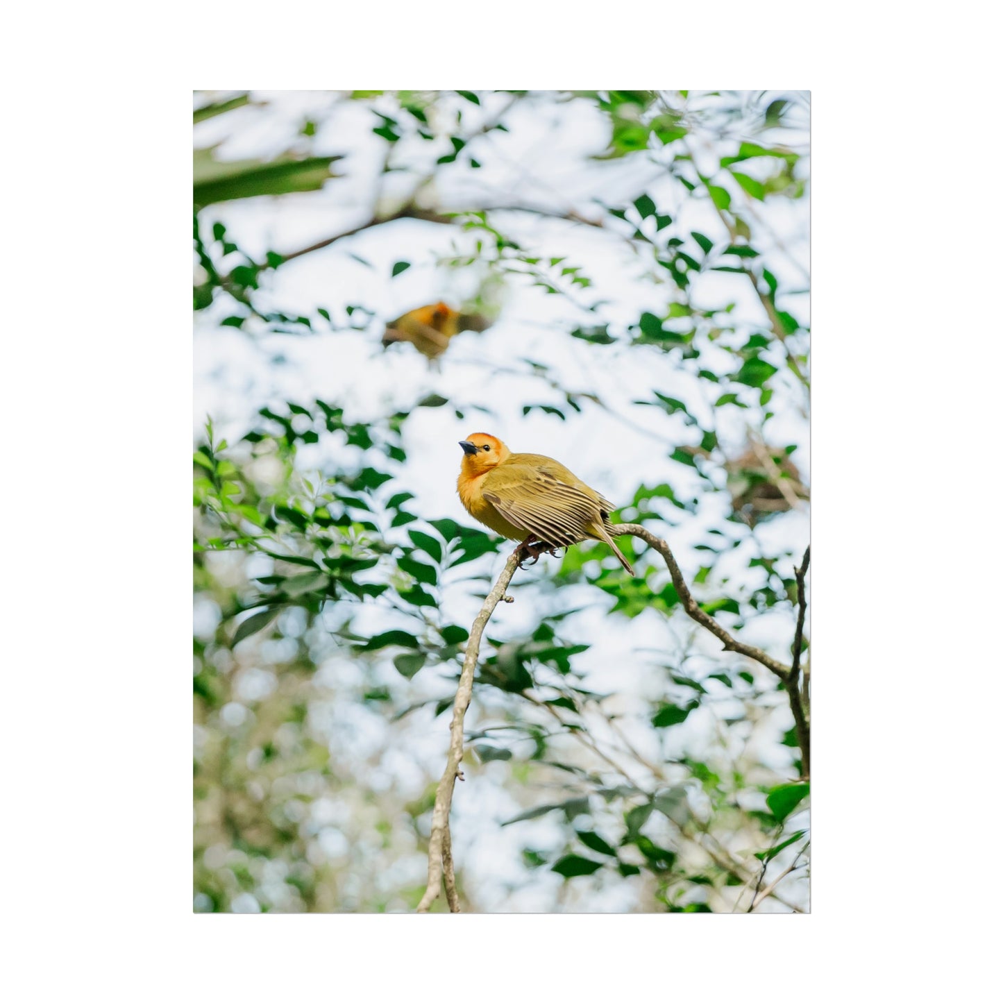 Serene Yellow - Unframed Print