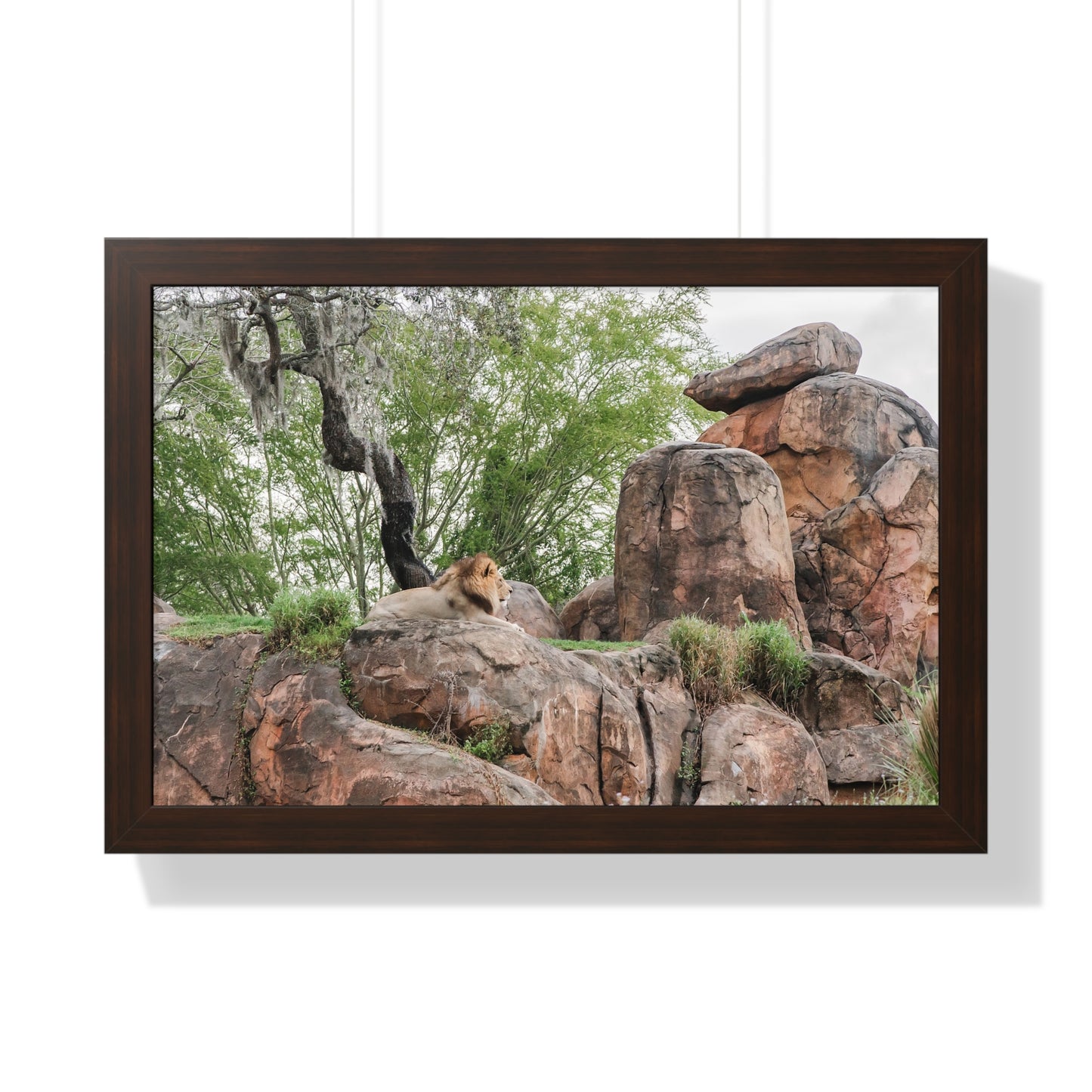 King of the Jungle - Framed Print