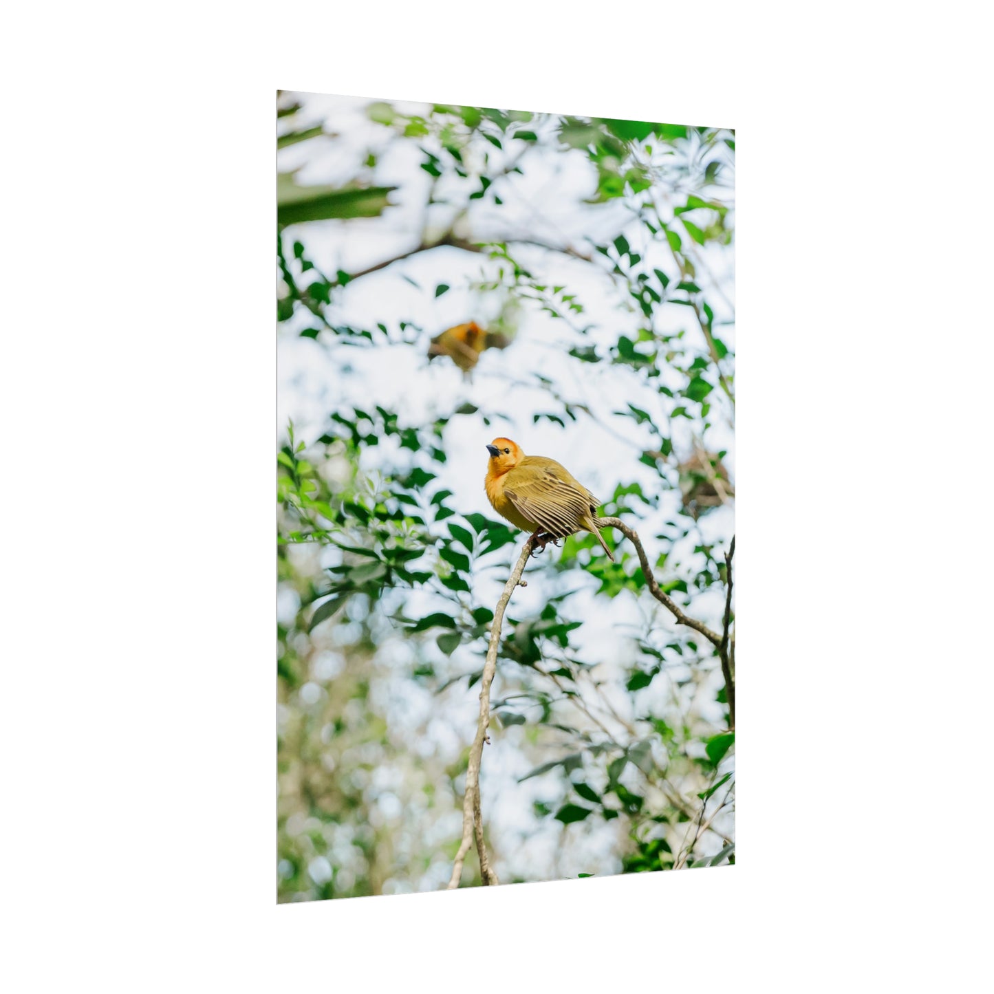 Serene Yellow - Unframed Print