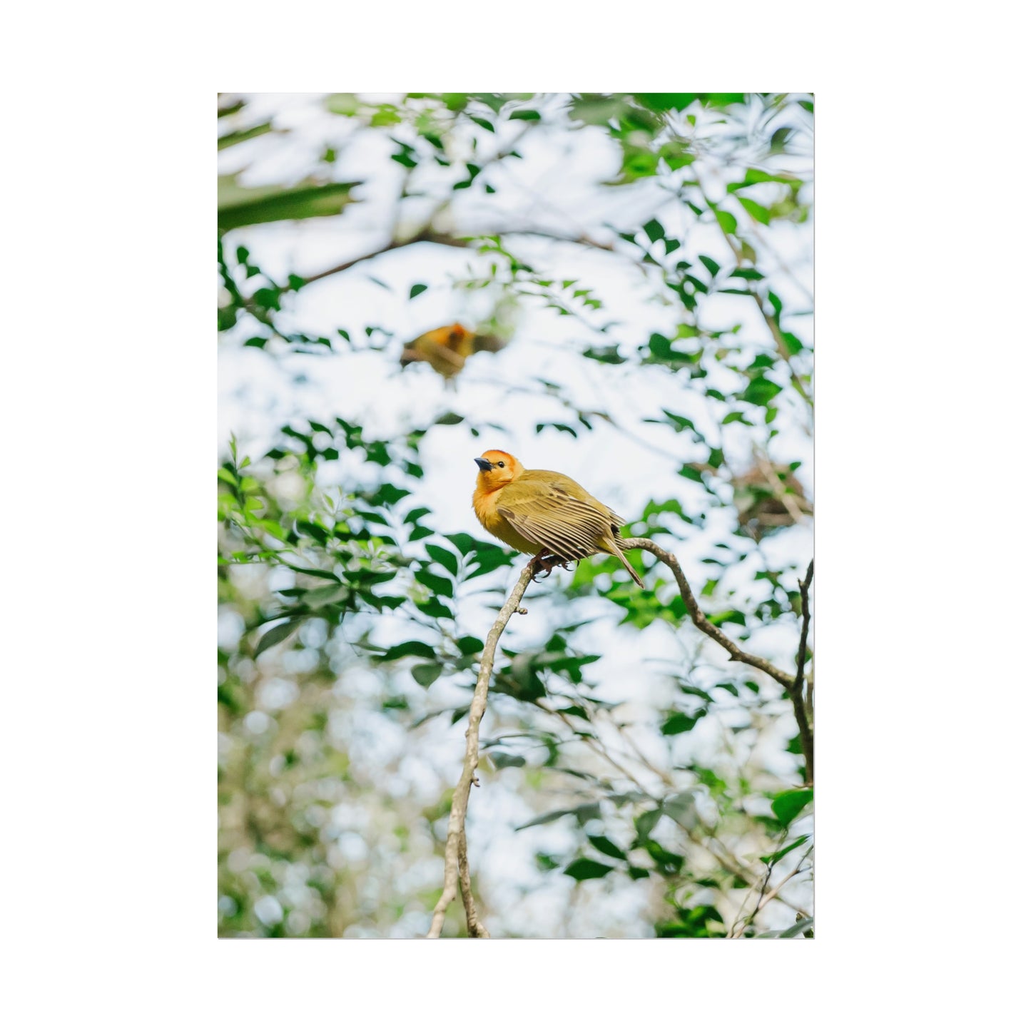 Serene Yellow - Unframed Print