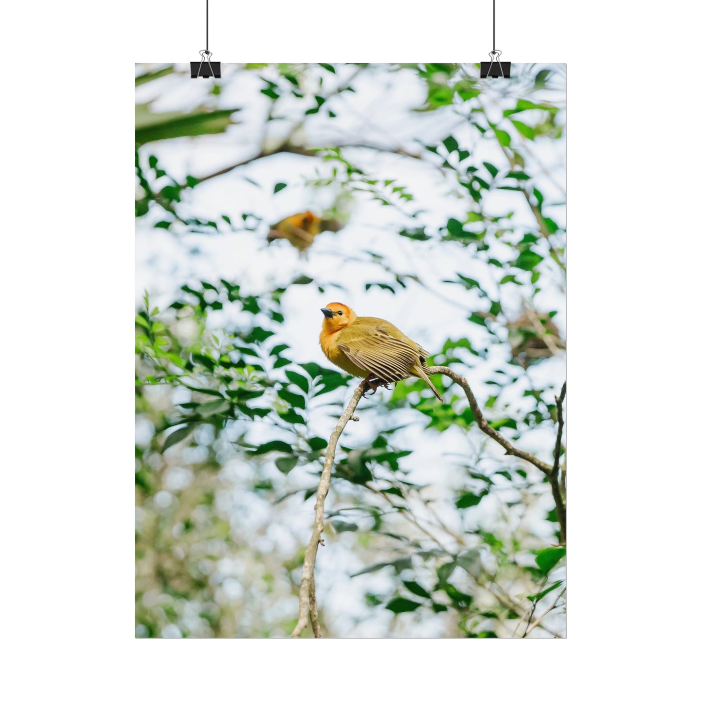 Serene Yellow - Unframed Print