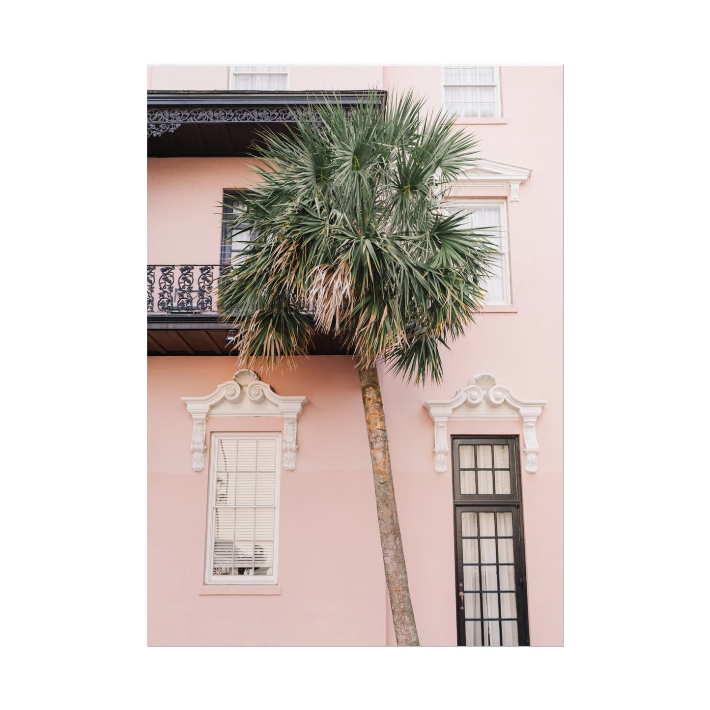 Charleston South Carolina Pink Palmetto - Unframed Print