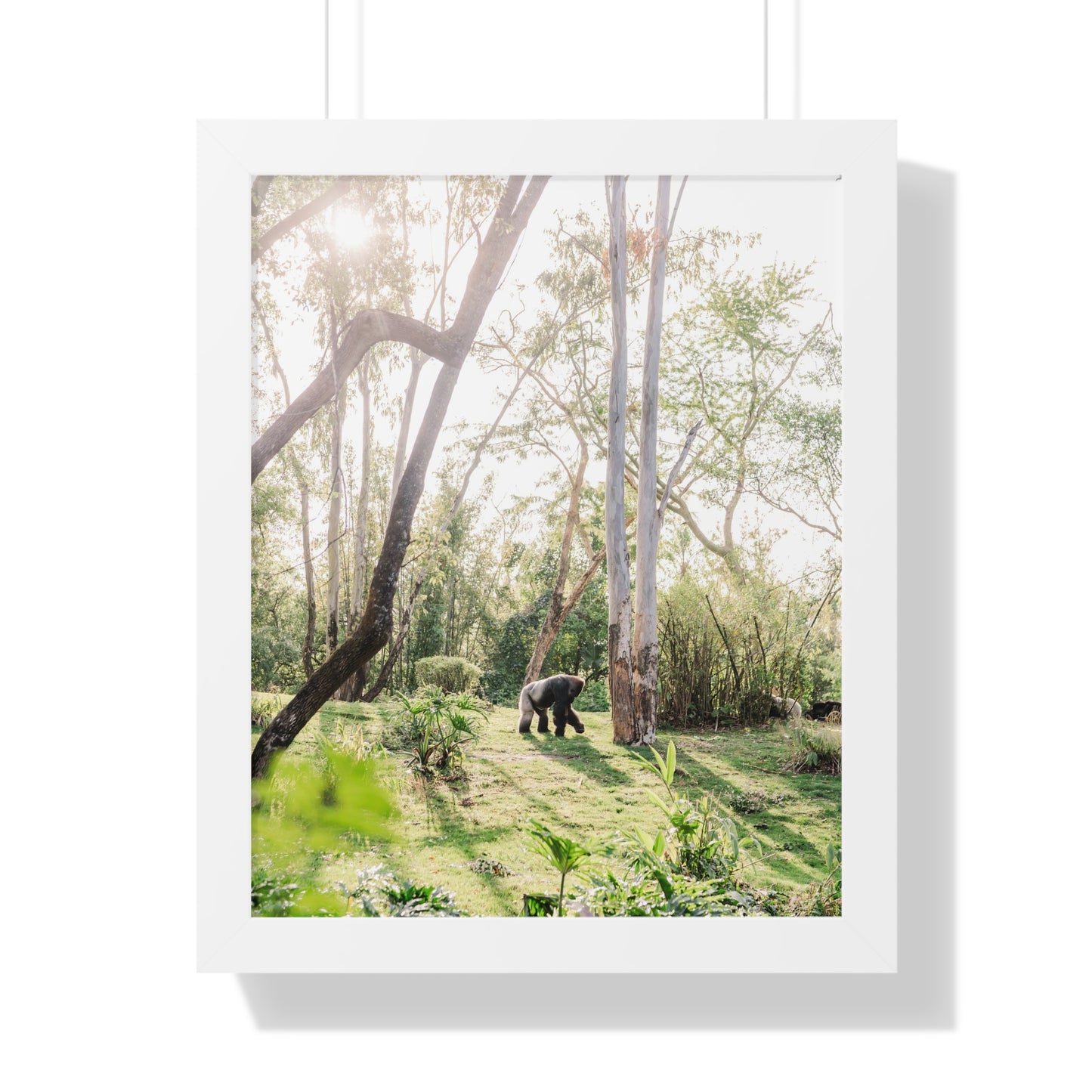 Gorilla at Sunrise - Framed Print