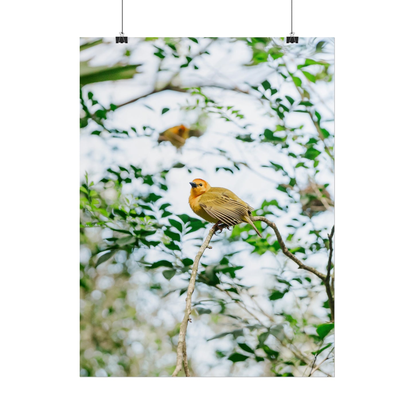 Serene Yellow - Unframed Print