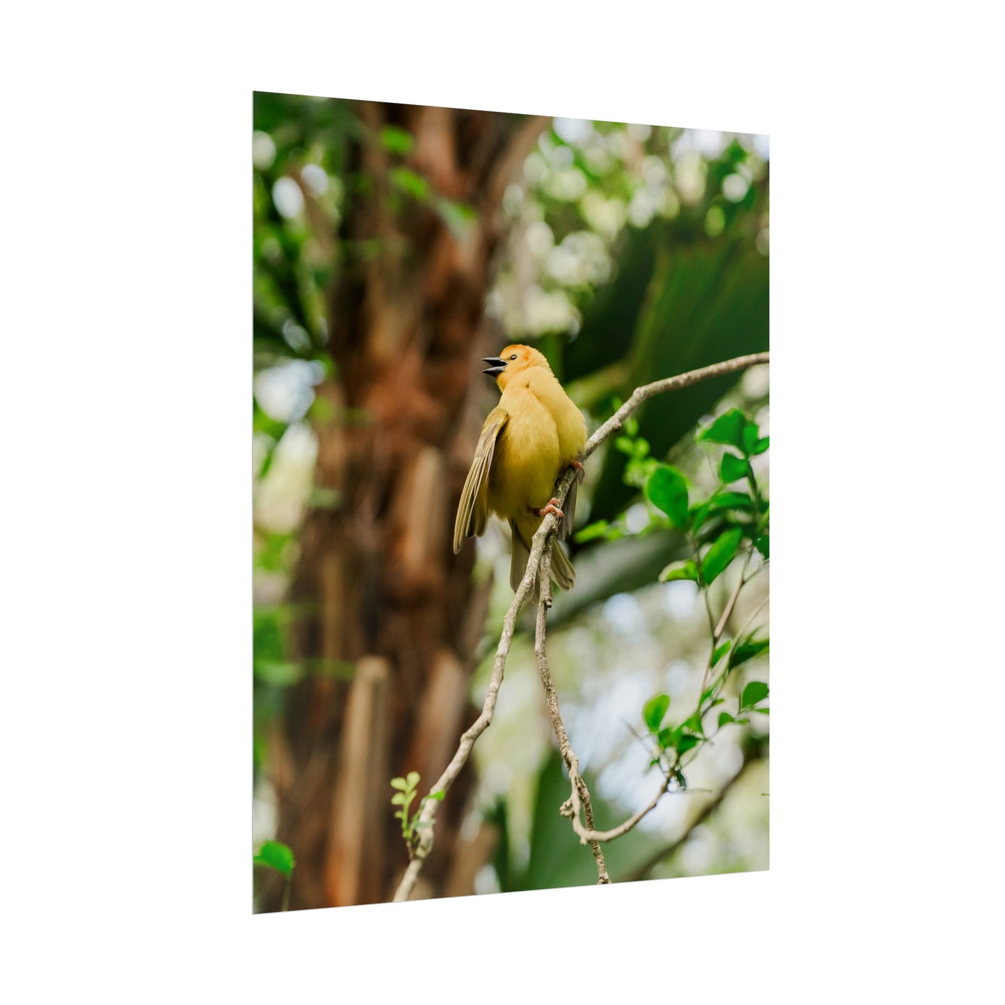 Pretty Serene Yellow - Unframed Print