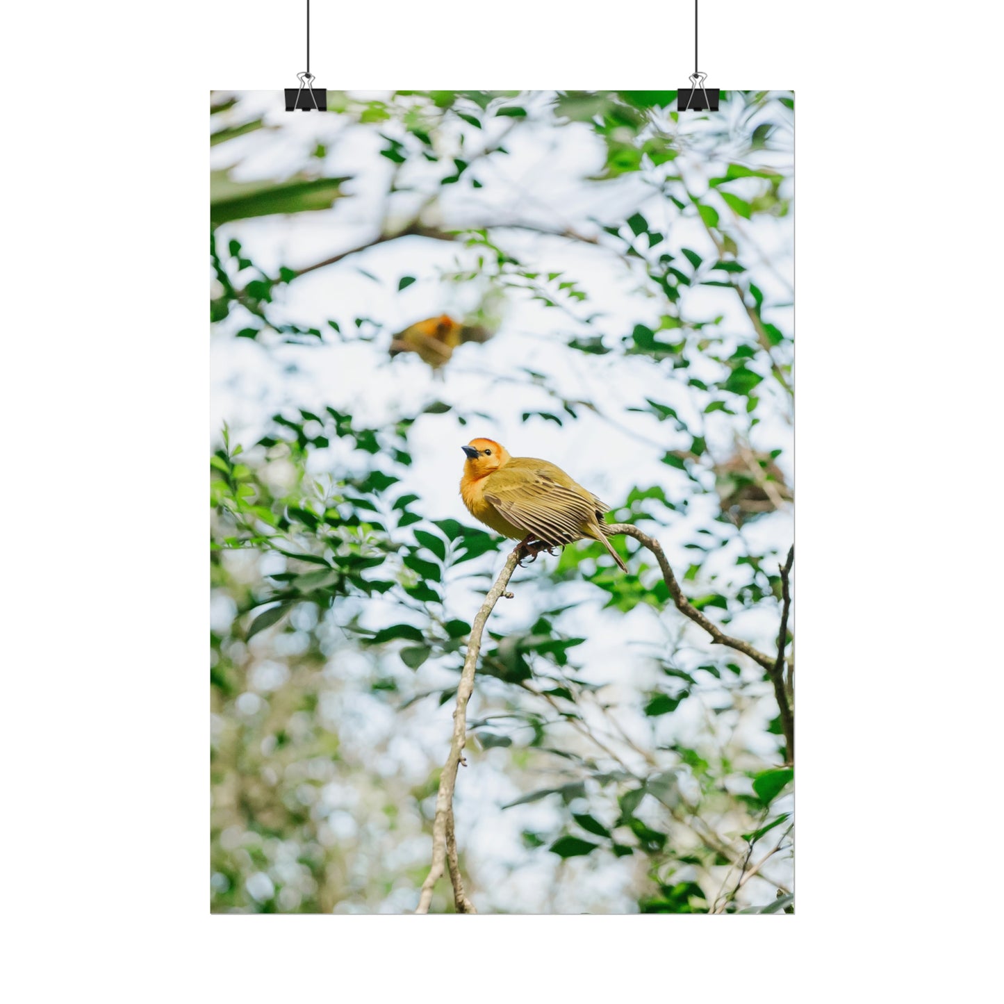 Serene Yellow - Unframed Print